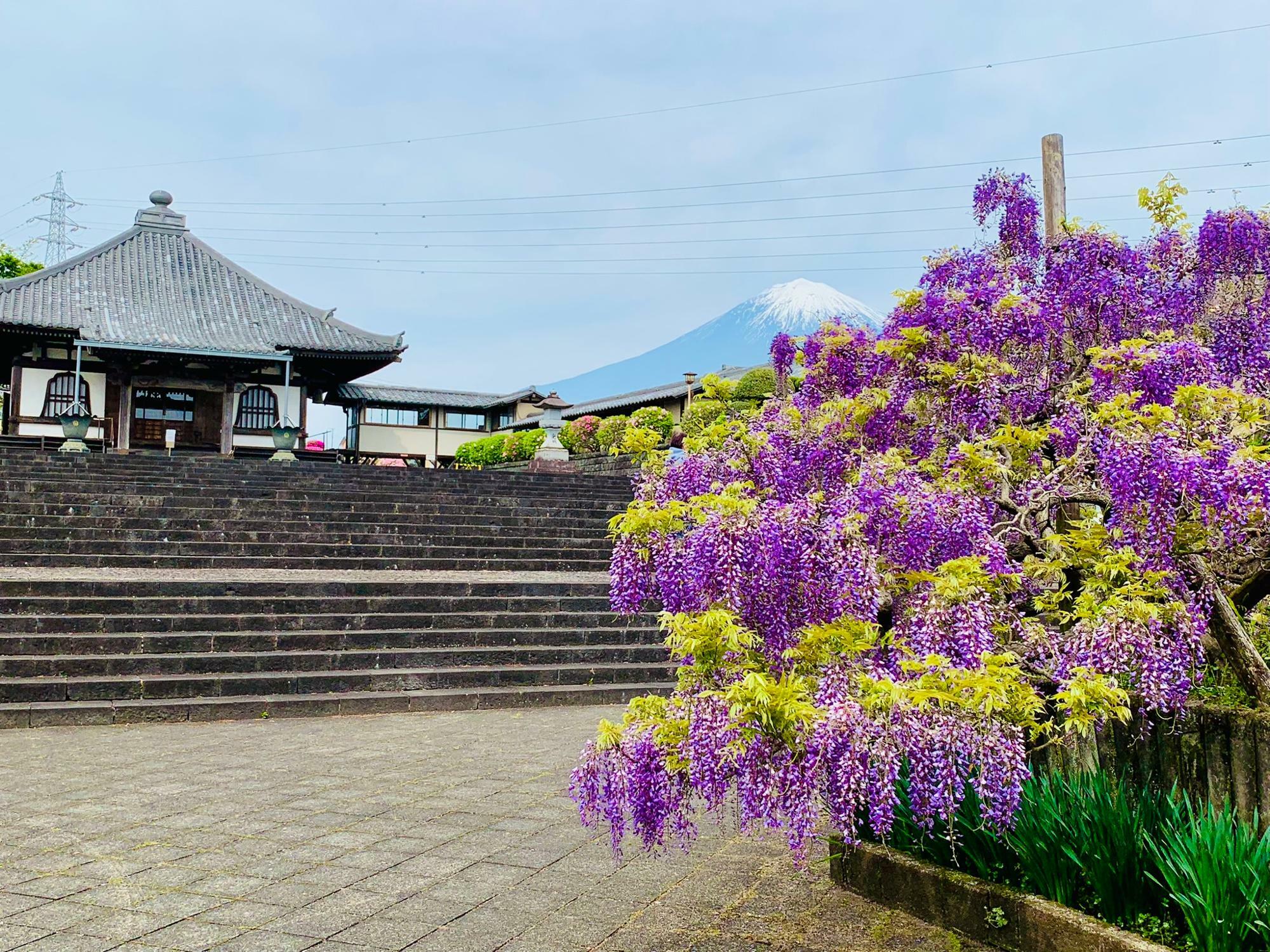 本堂と富士山と藤