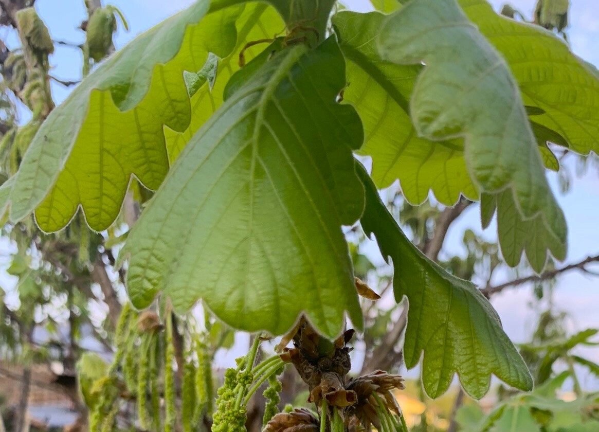 近所でもかしわの新芽が見られるようになりました