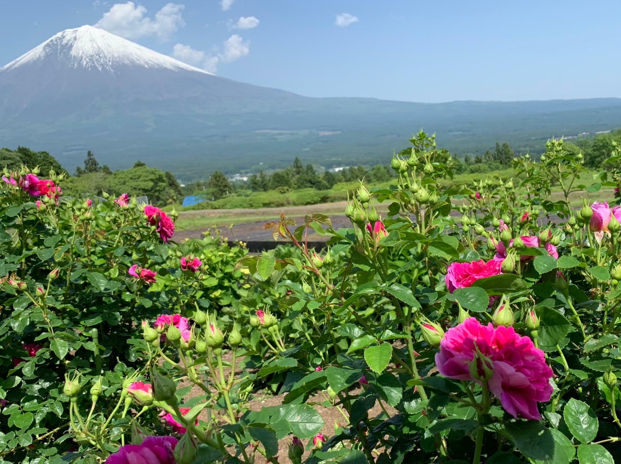 薔薇の間から富士山を望む