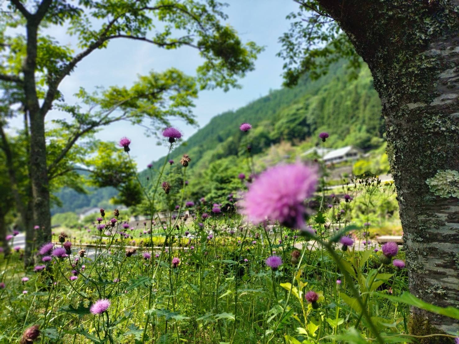 アザミが咲いていました