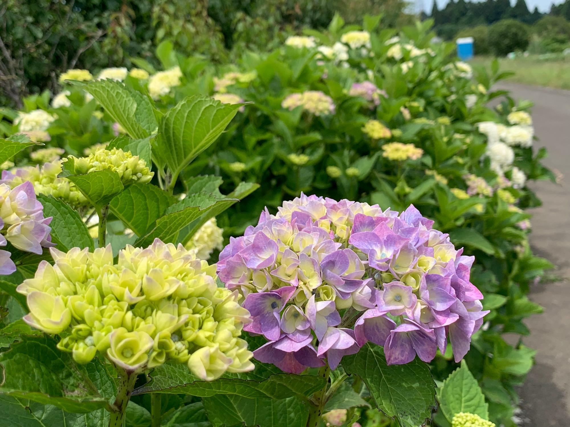 長崎の方では紫陽花をオタクサと呼ぶそうです