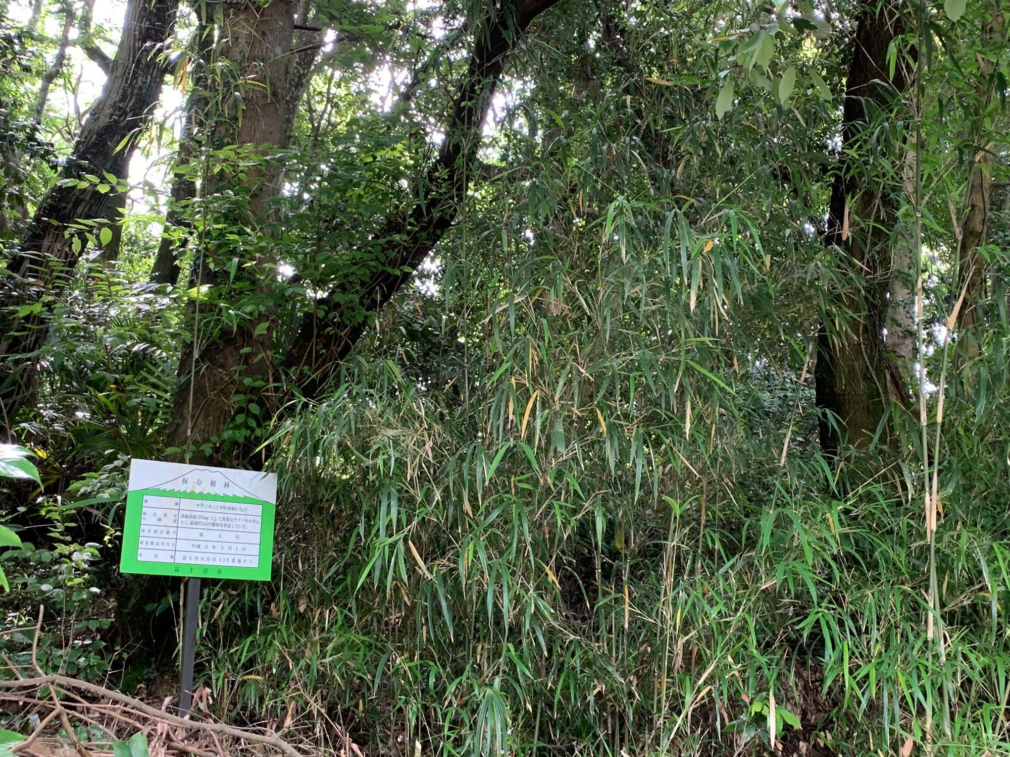 富士宮市定保存樹林にもなっている場所でした