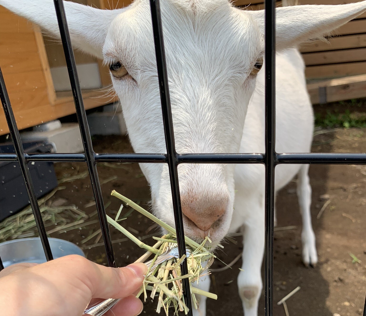 もっと菜っ葉食べたかった…