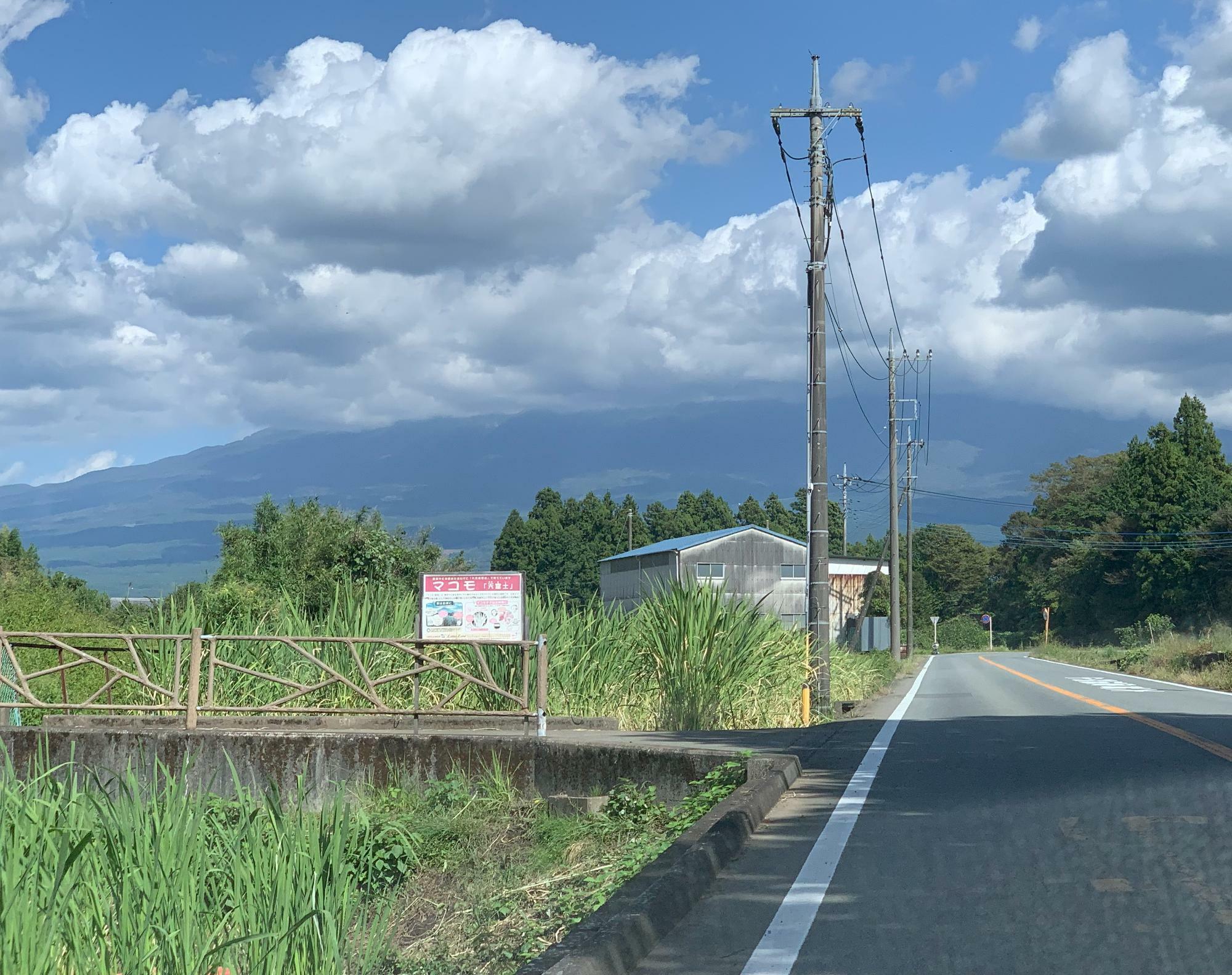 猫沢の道路沿いに在るマコモ畑