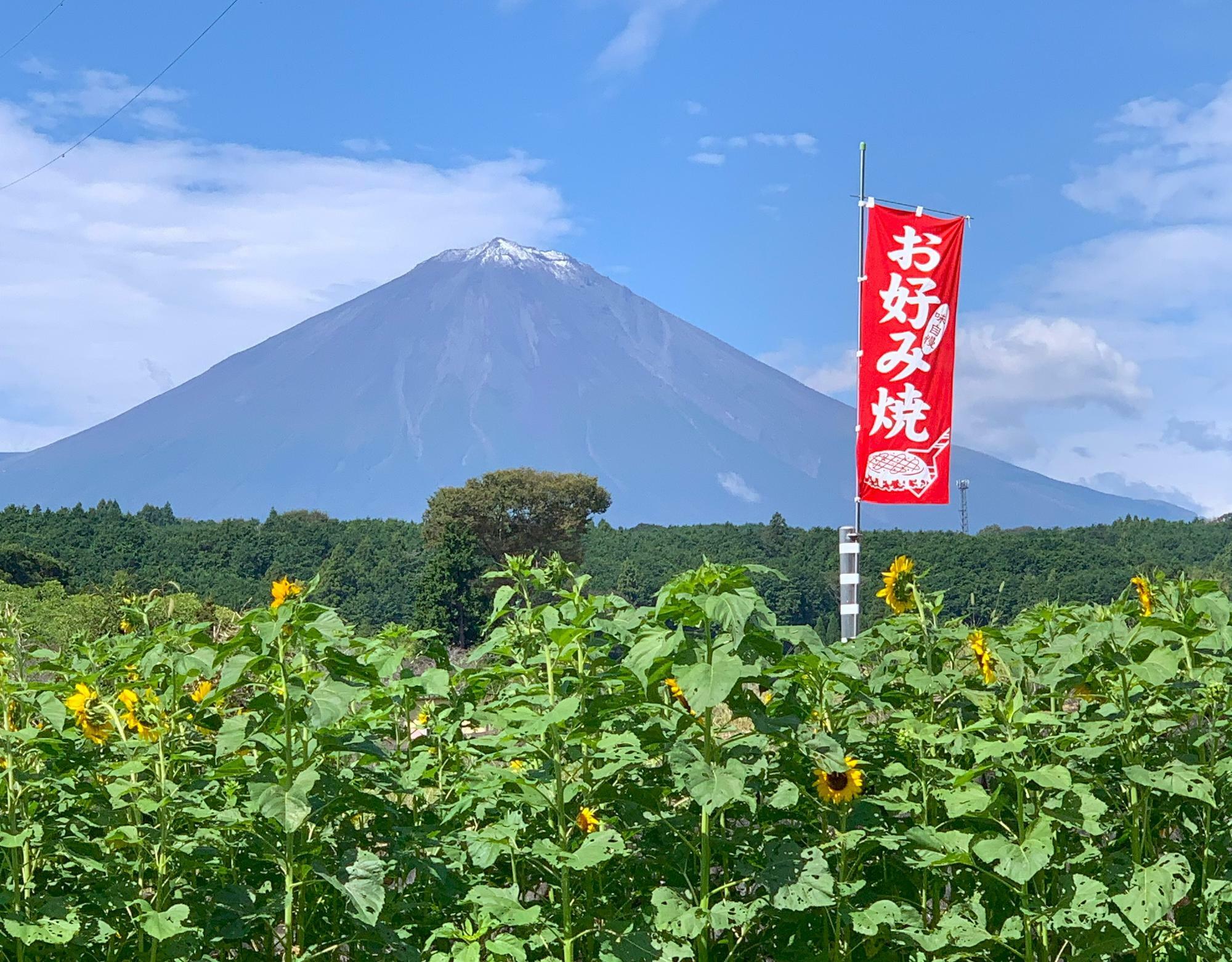 冠雪の富士山とひまわり畑