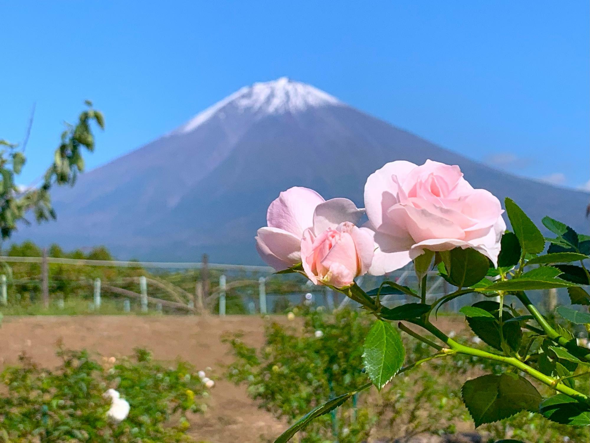 お気に入りのバラの花と富士山