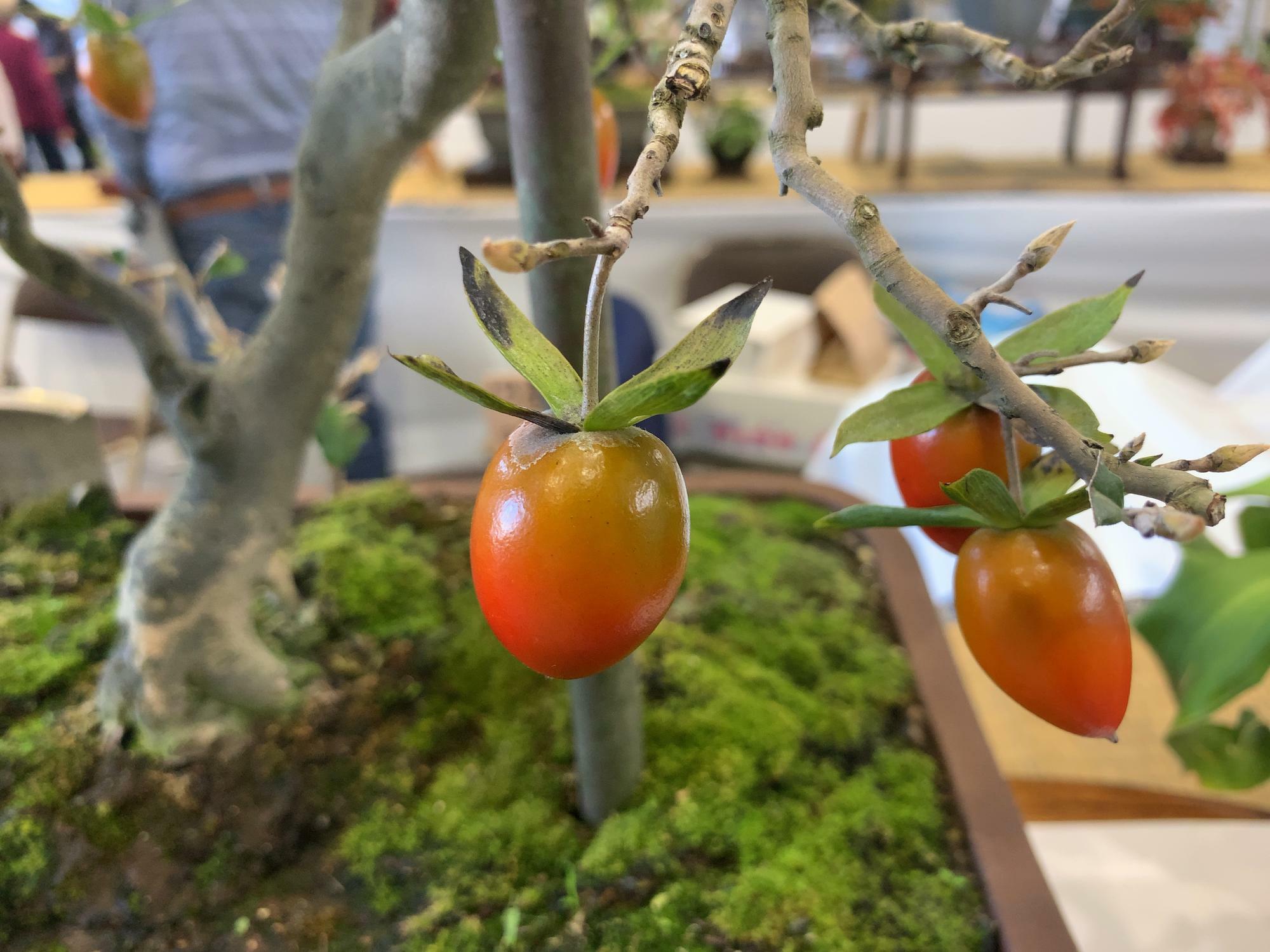 ２センチほどの小さな柿