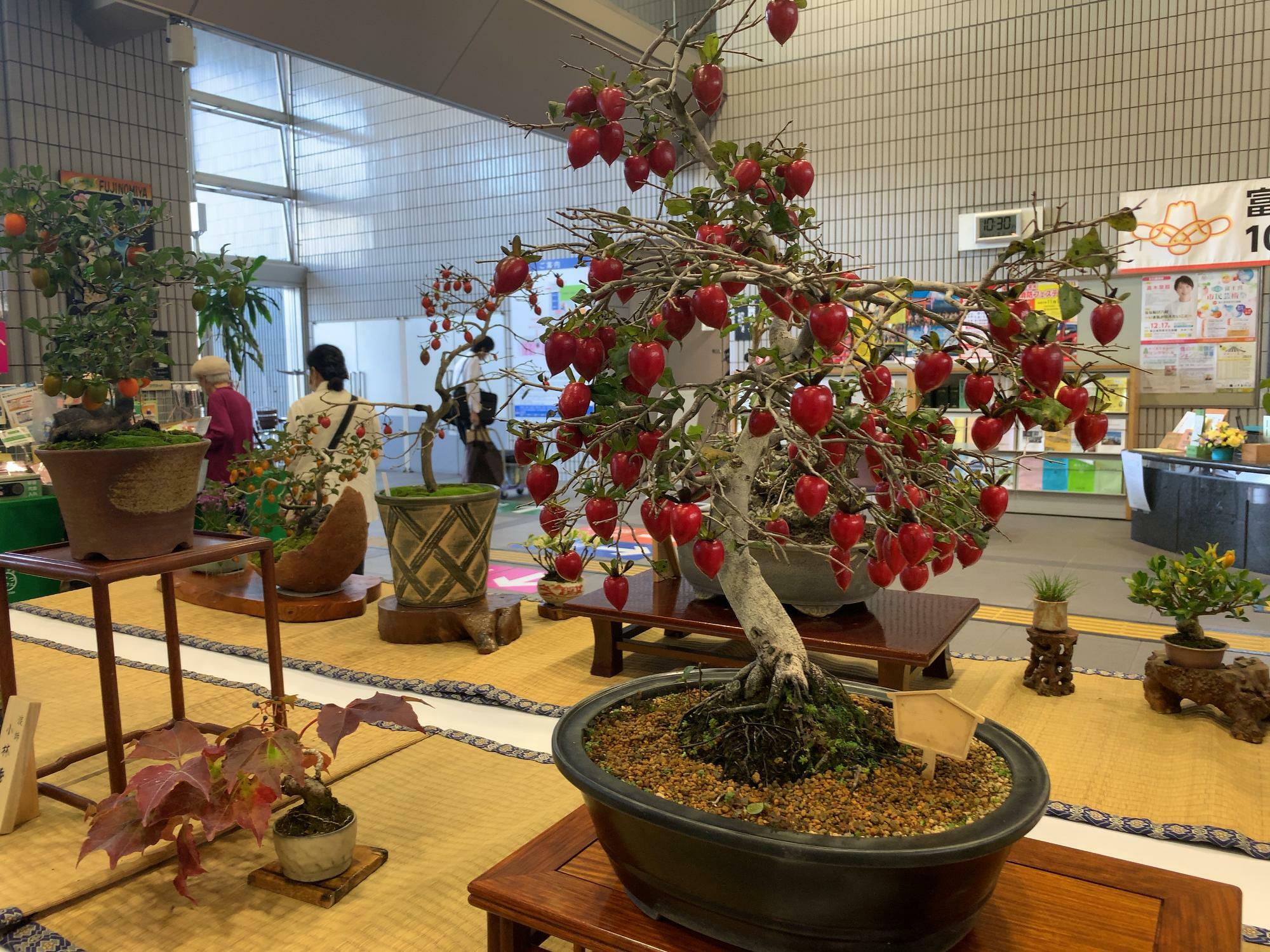 富士宮市】知ってますか？かわいらしい実をつける『富士子柿』 盆栽