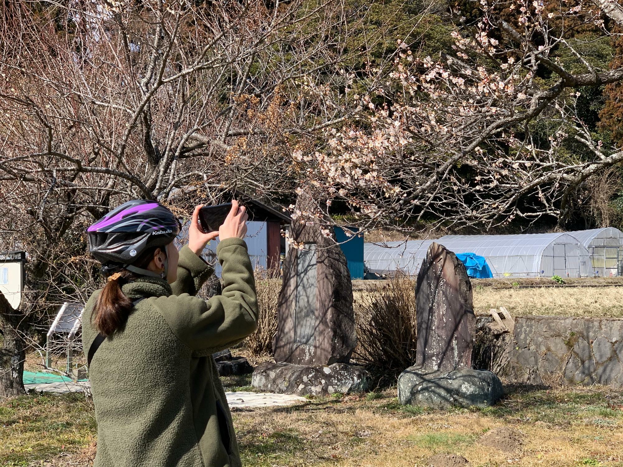 梅が咲き始めていました