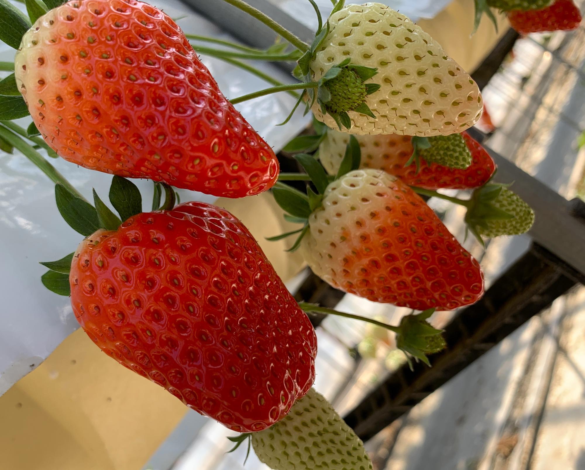 いちごキラ様専用ページ いちご いちご。ページ いちごや様 いちご様