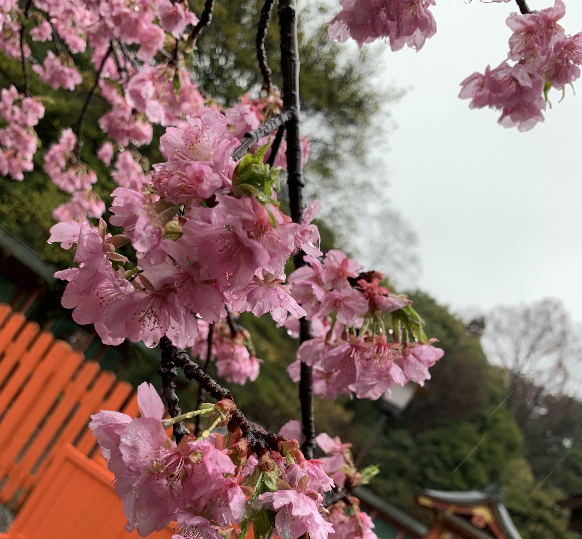 浅間大社境内で一番早く咲く河津桜。
