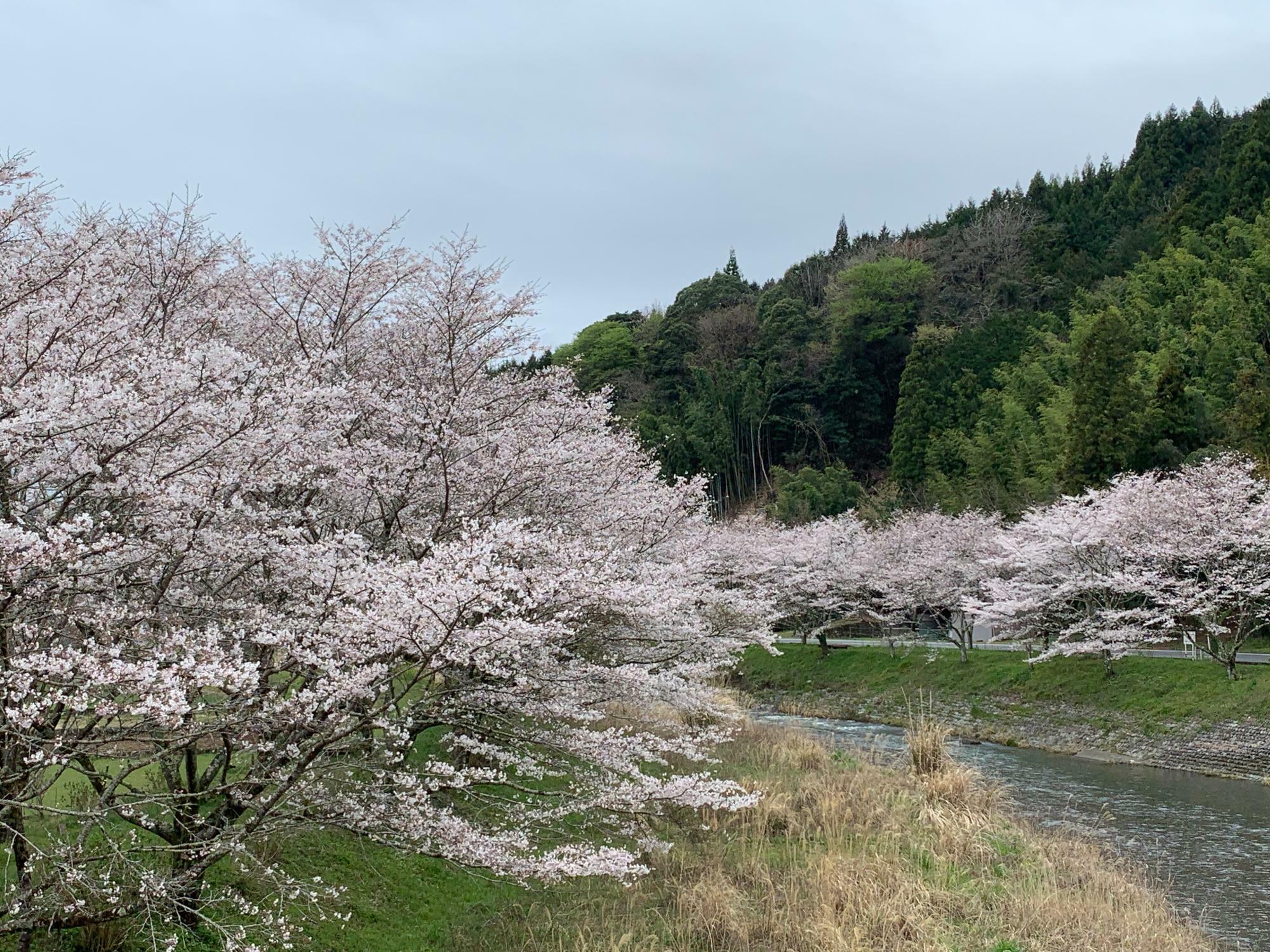 雀の結近くの稲瀬川では桜が満開です