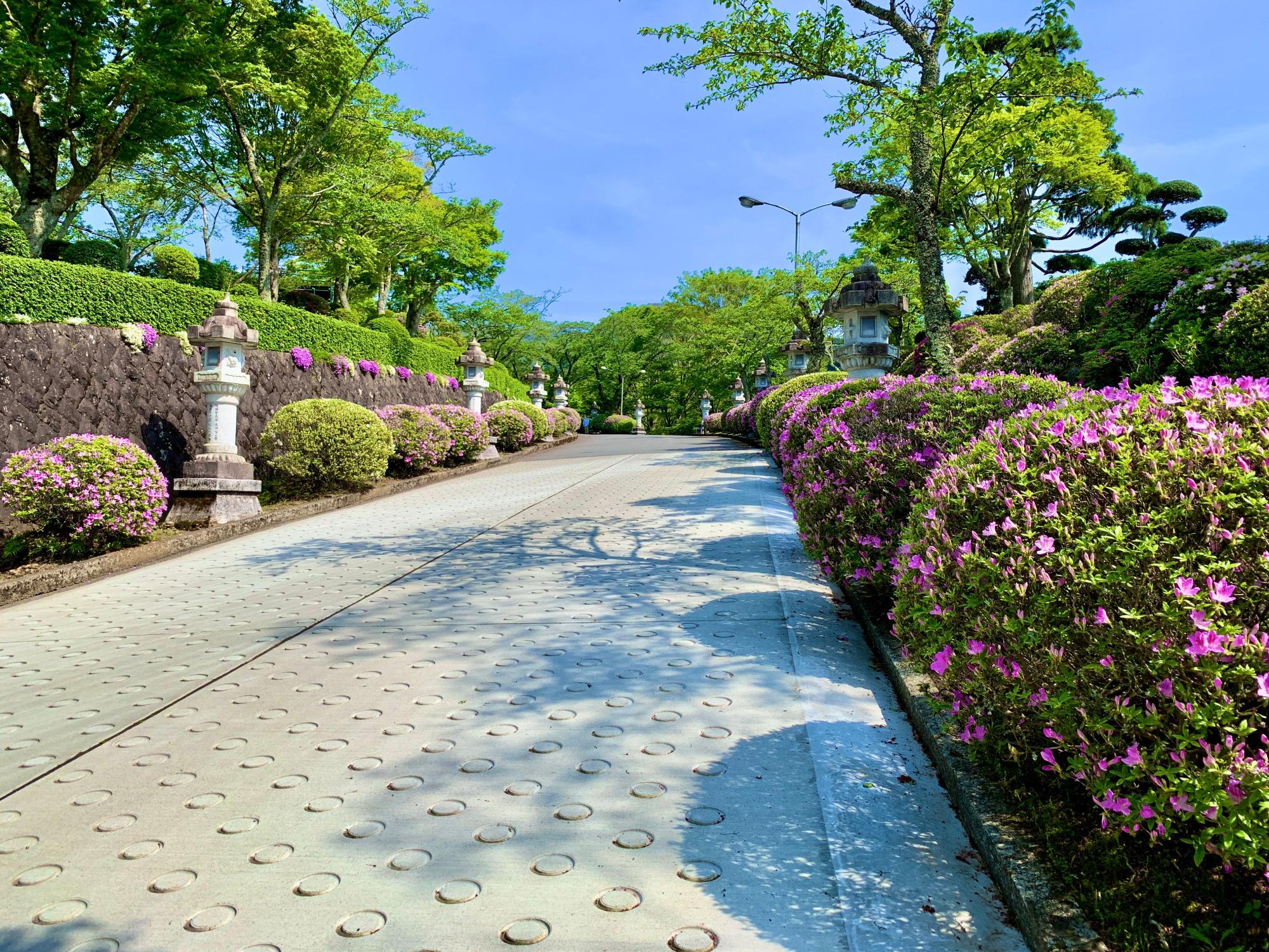 ツツジの開花はこれから(4月28日撮影)