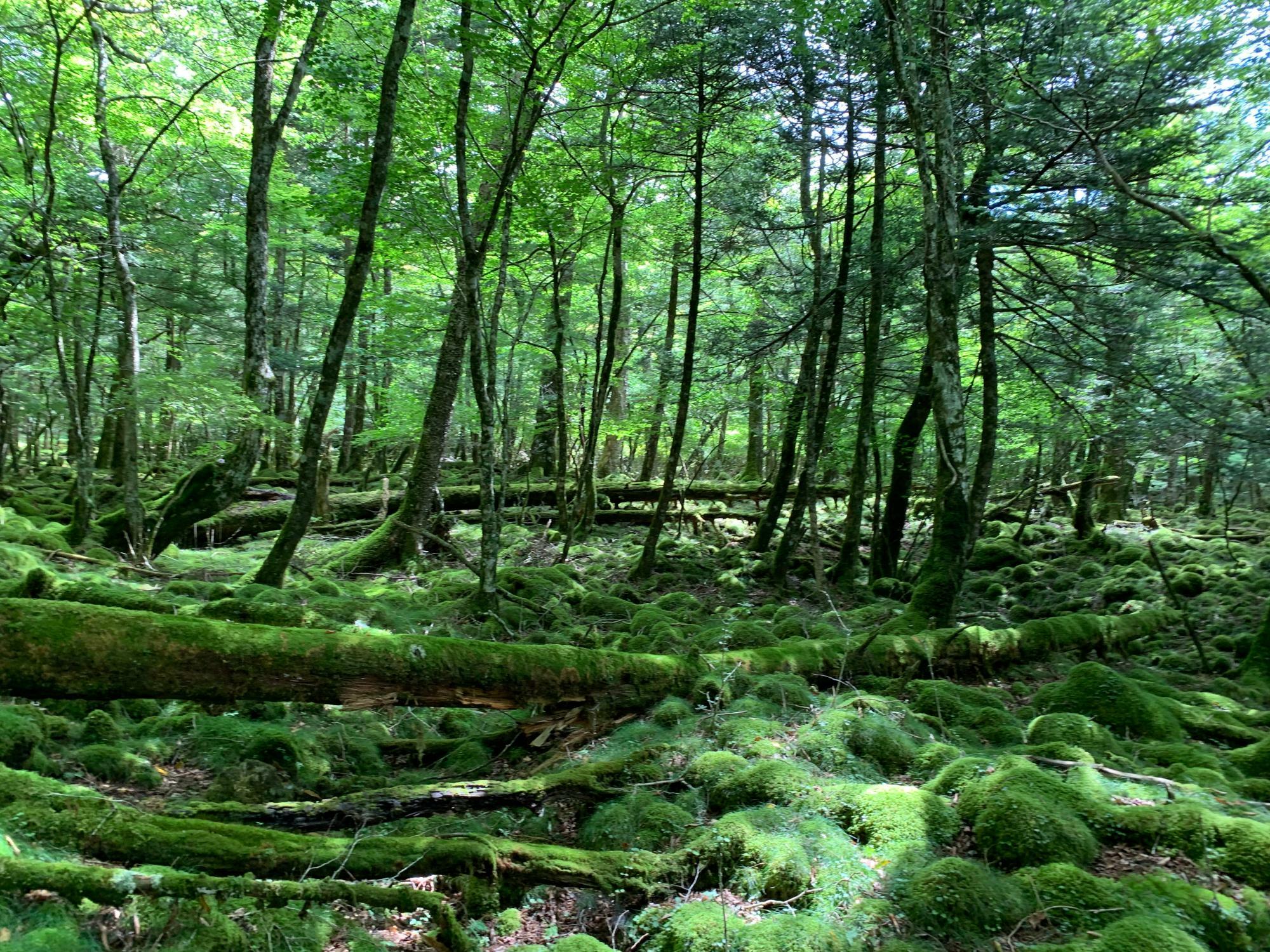 苔と森が融合した美しい森