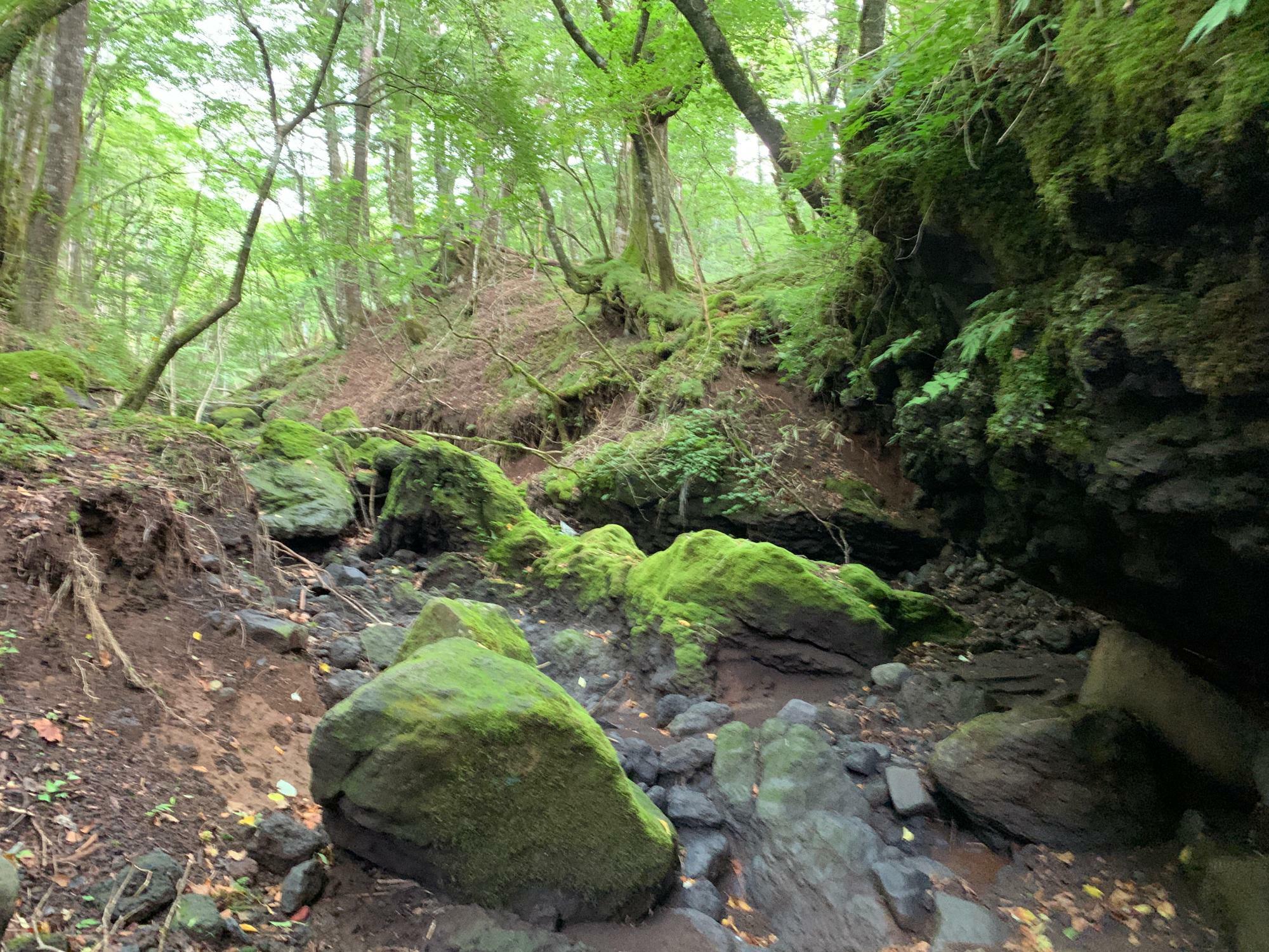 沢のようになっていますが、水はありません