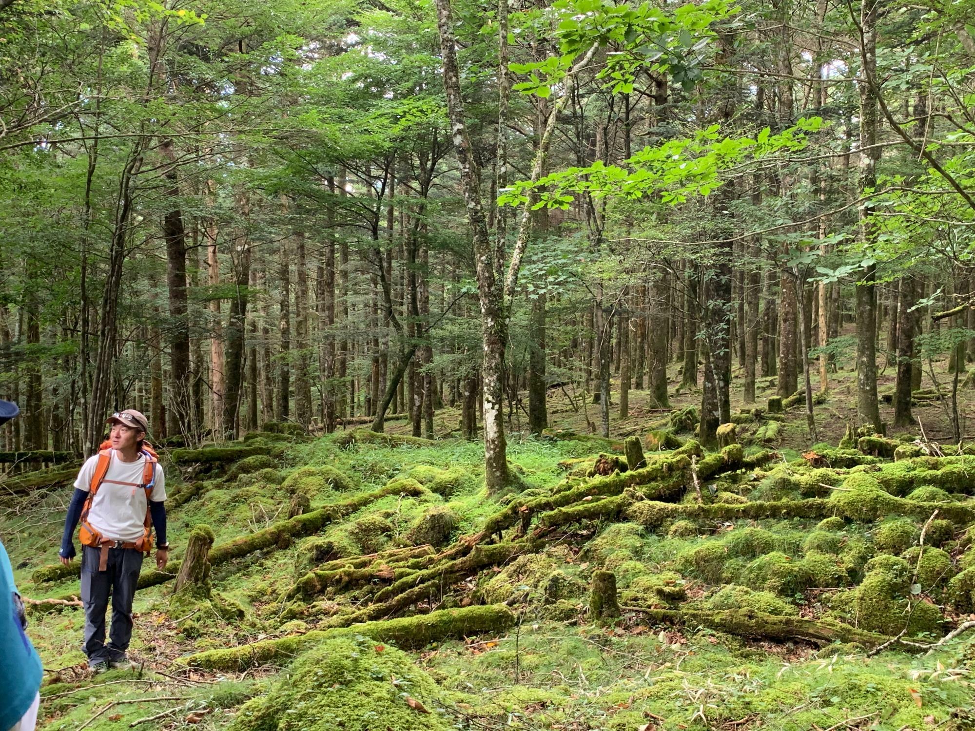 登山道と植林は、見たからに表情が違います