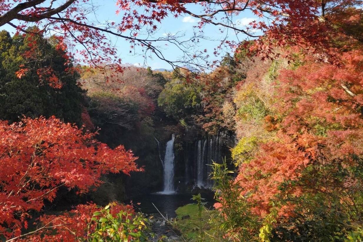 過去の紅葉の様子