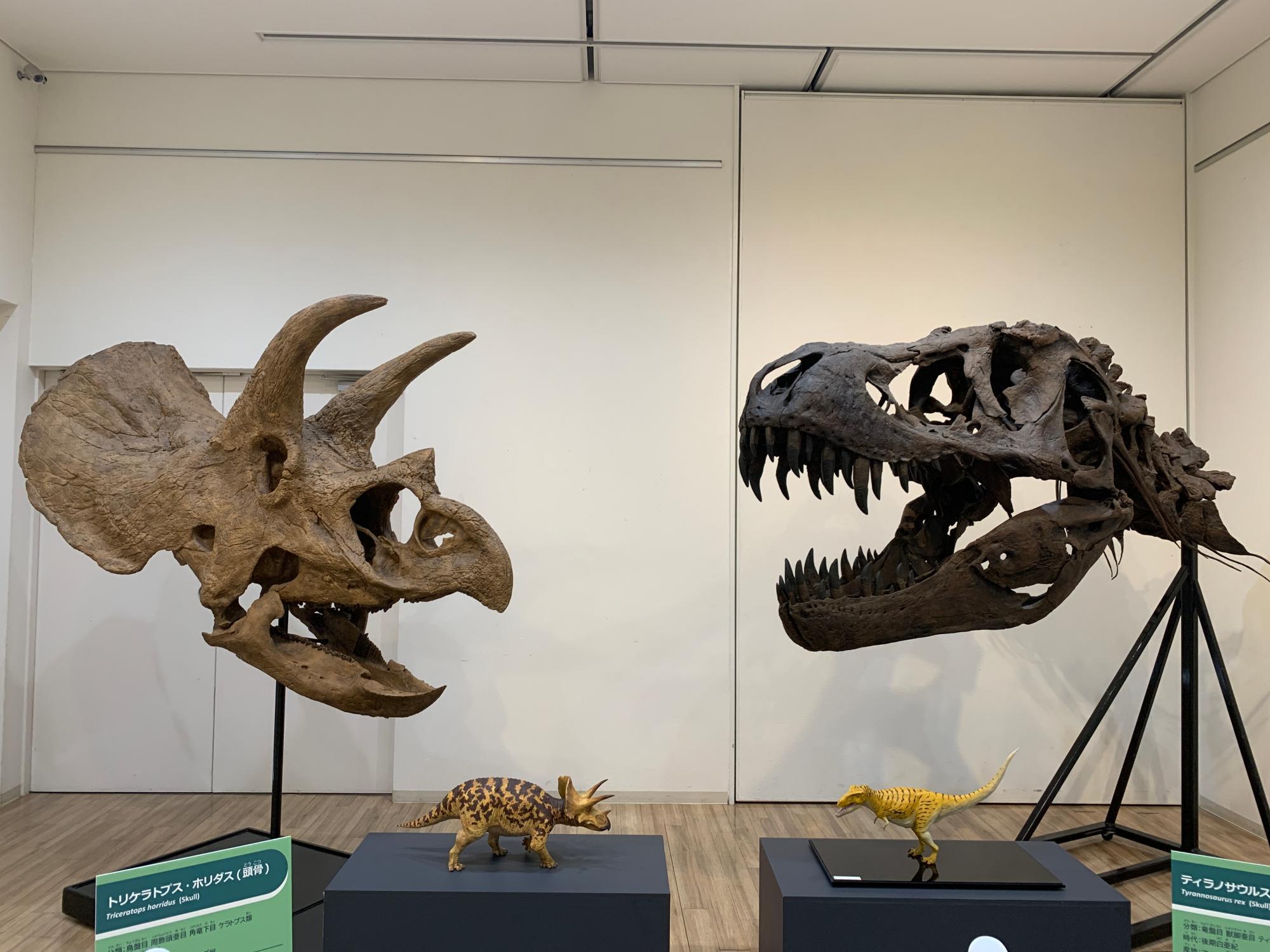 御殿場市】フクイラプトルの全身骨格など、迫力のある展示 森の