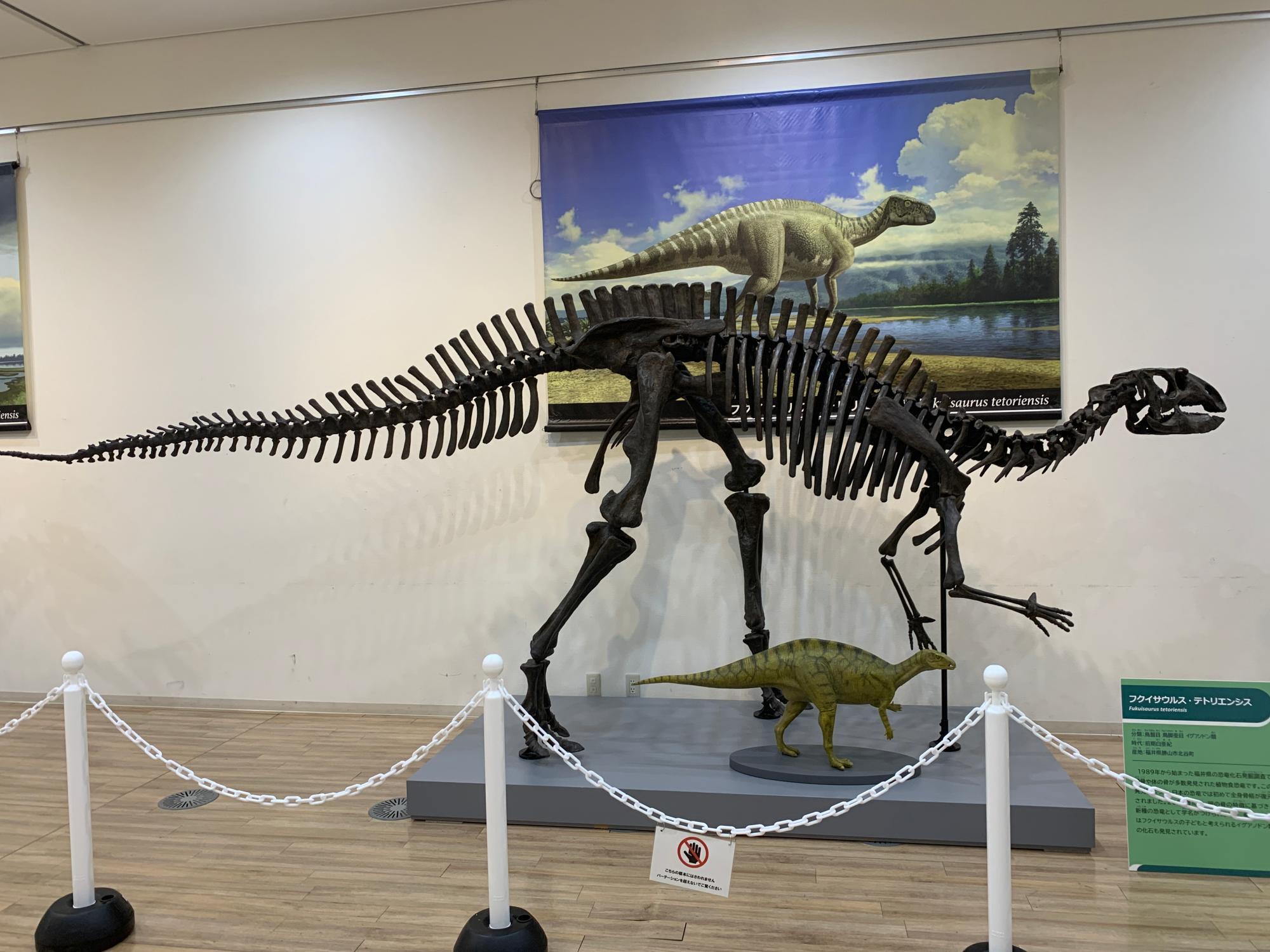 御殿場市】フクイラプトルの全身骨格など、迫力のある展示 森の