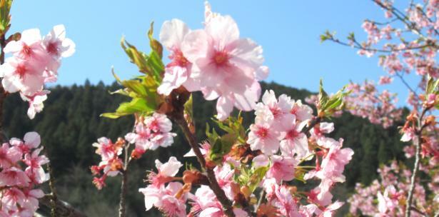 春に見られる美しい河津桜