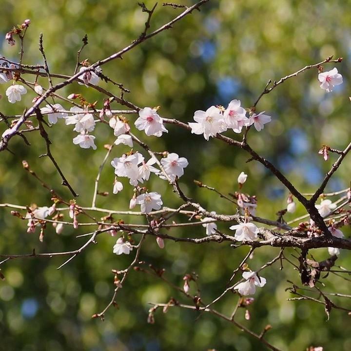 中央園路園内に自生する、希少な早咲きのサクラ。今年3月24日に撮影されたものです（八王子市都市公園指定管理者「ひとまちみどり由木」公式ホームページより転載）
