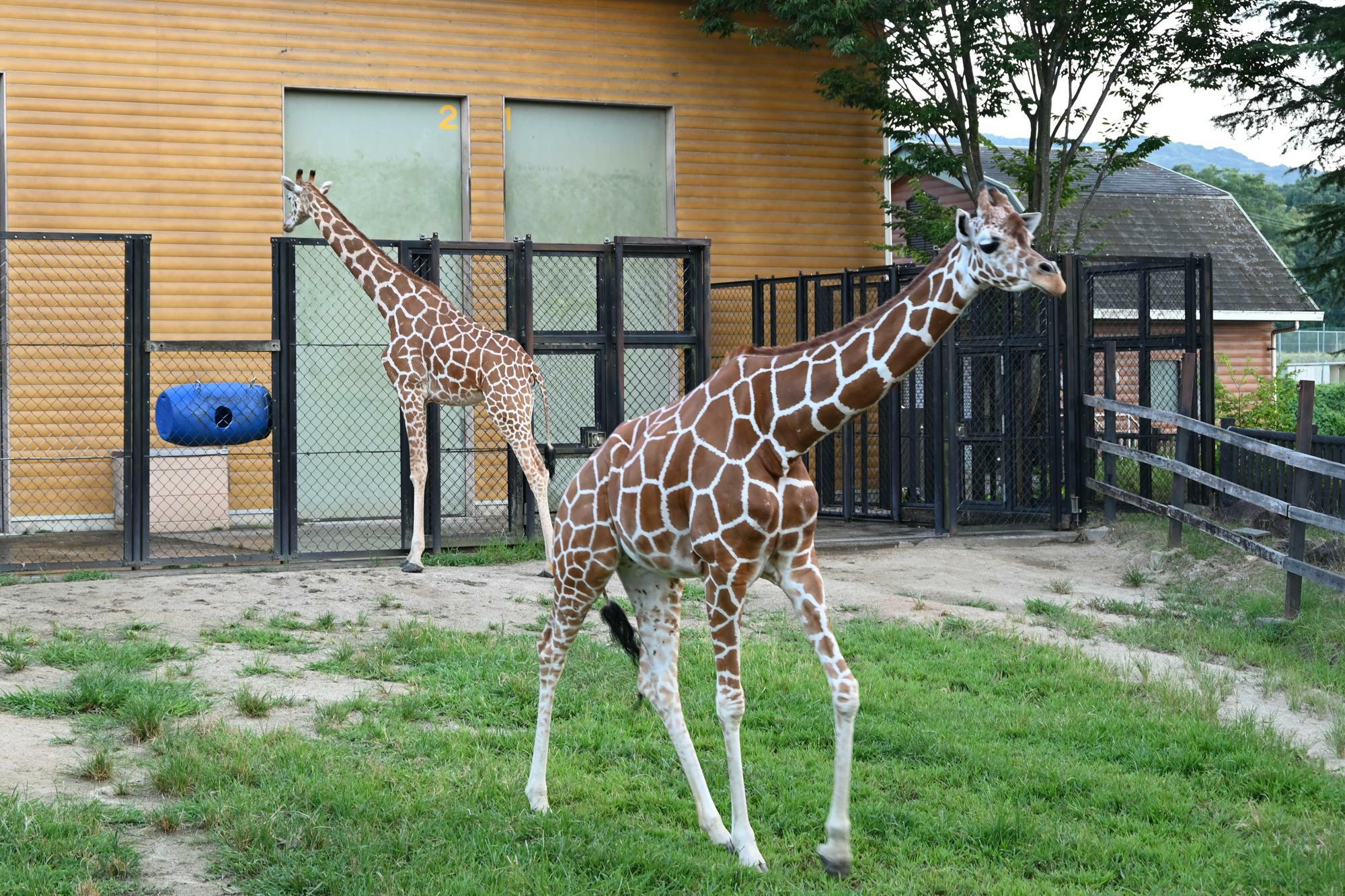 ユウヒとカリン