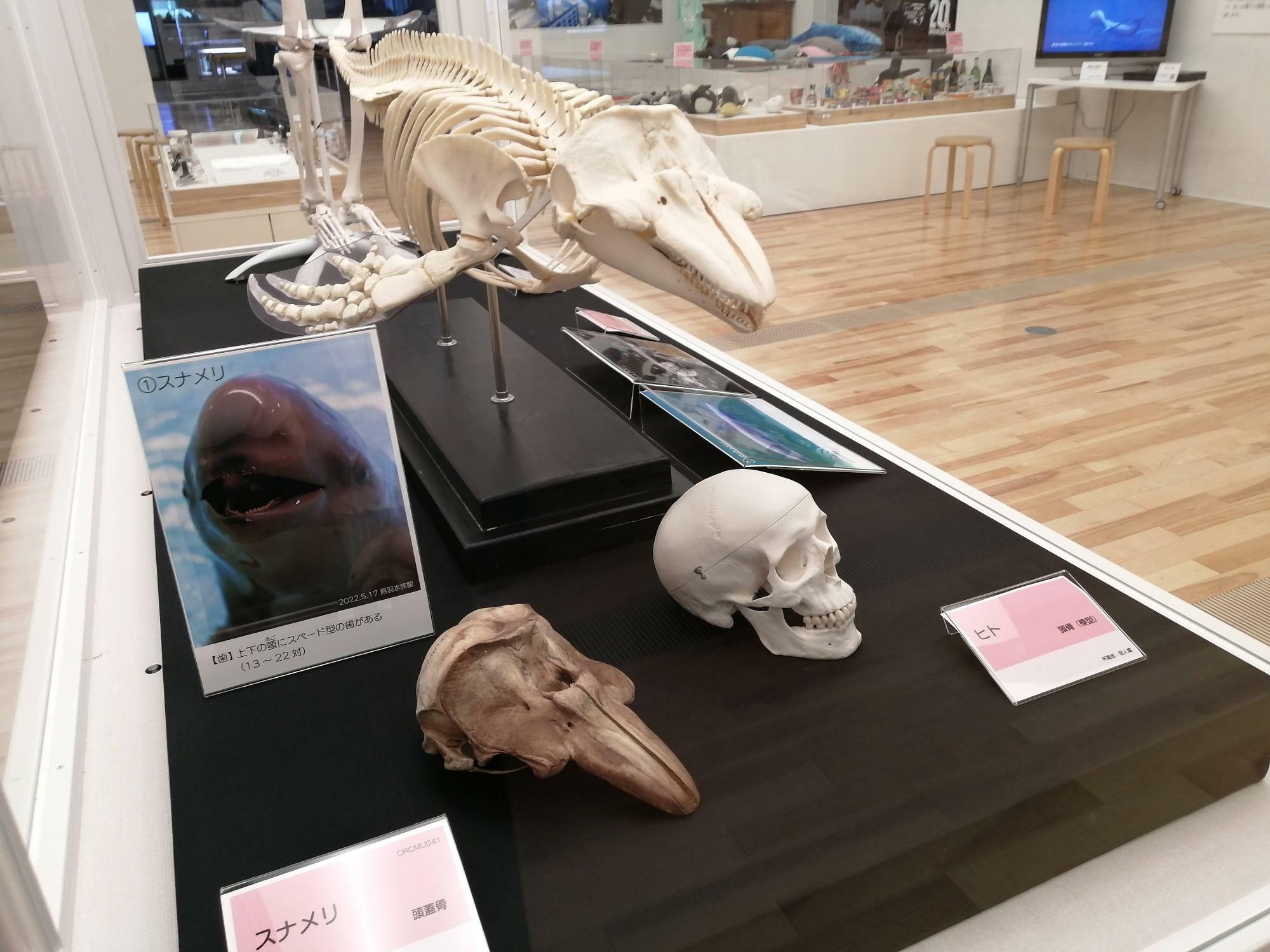 スナメリの骨格標本や頭蓋骨