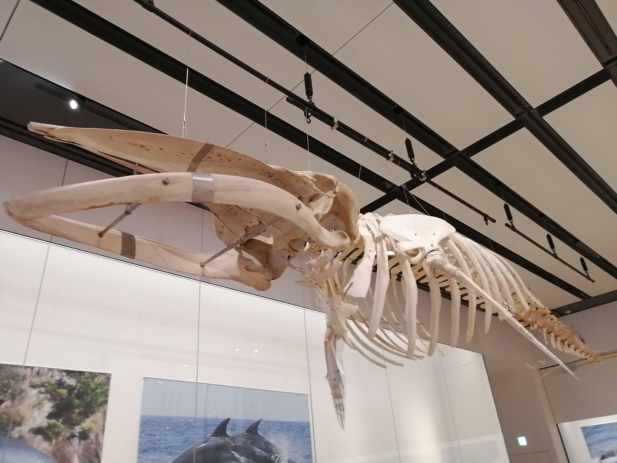 ミンククジラの骨格標本