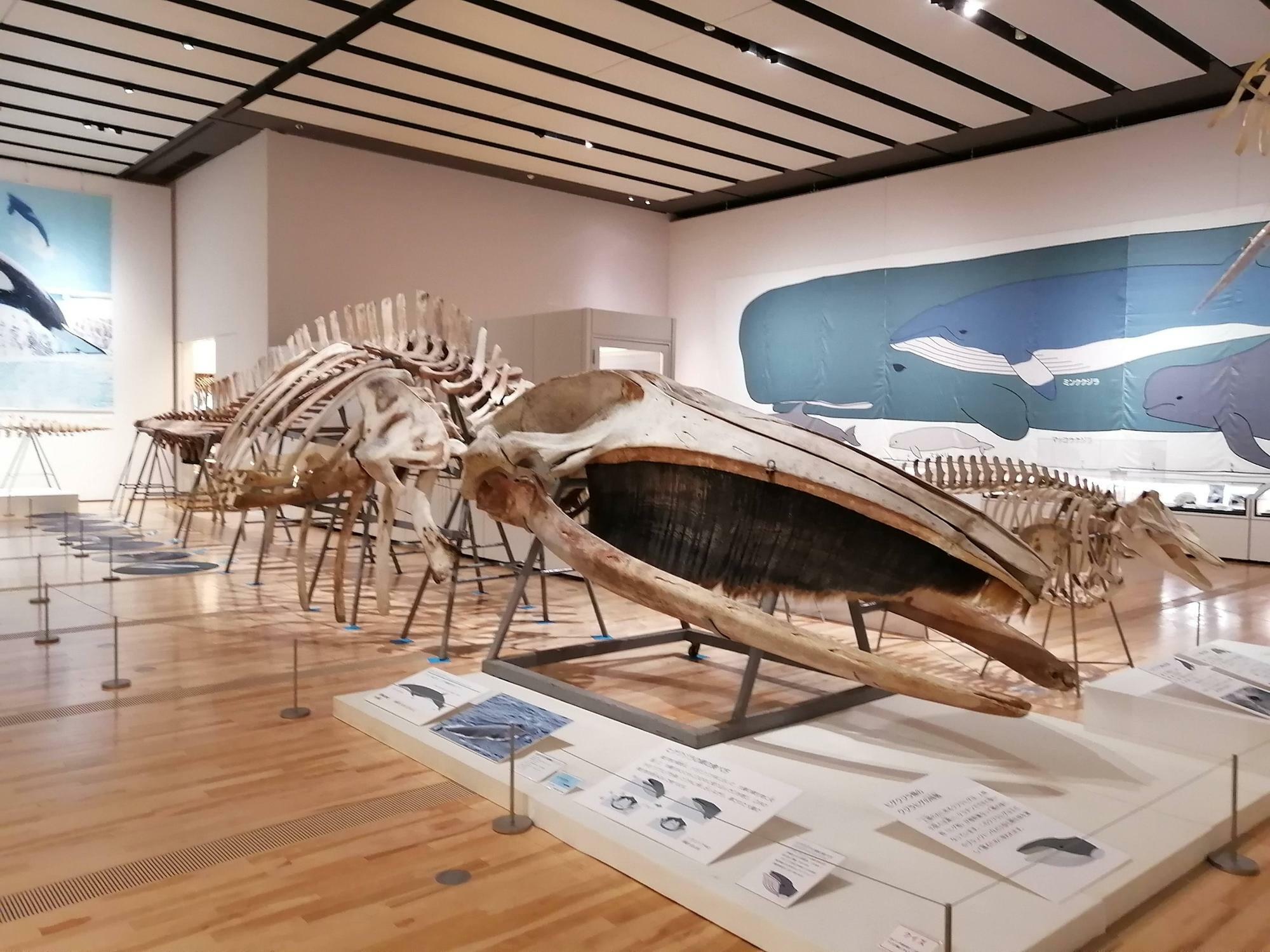 イワシクジラなどの骨格標本