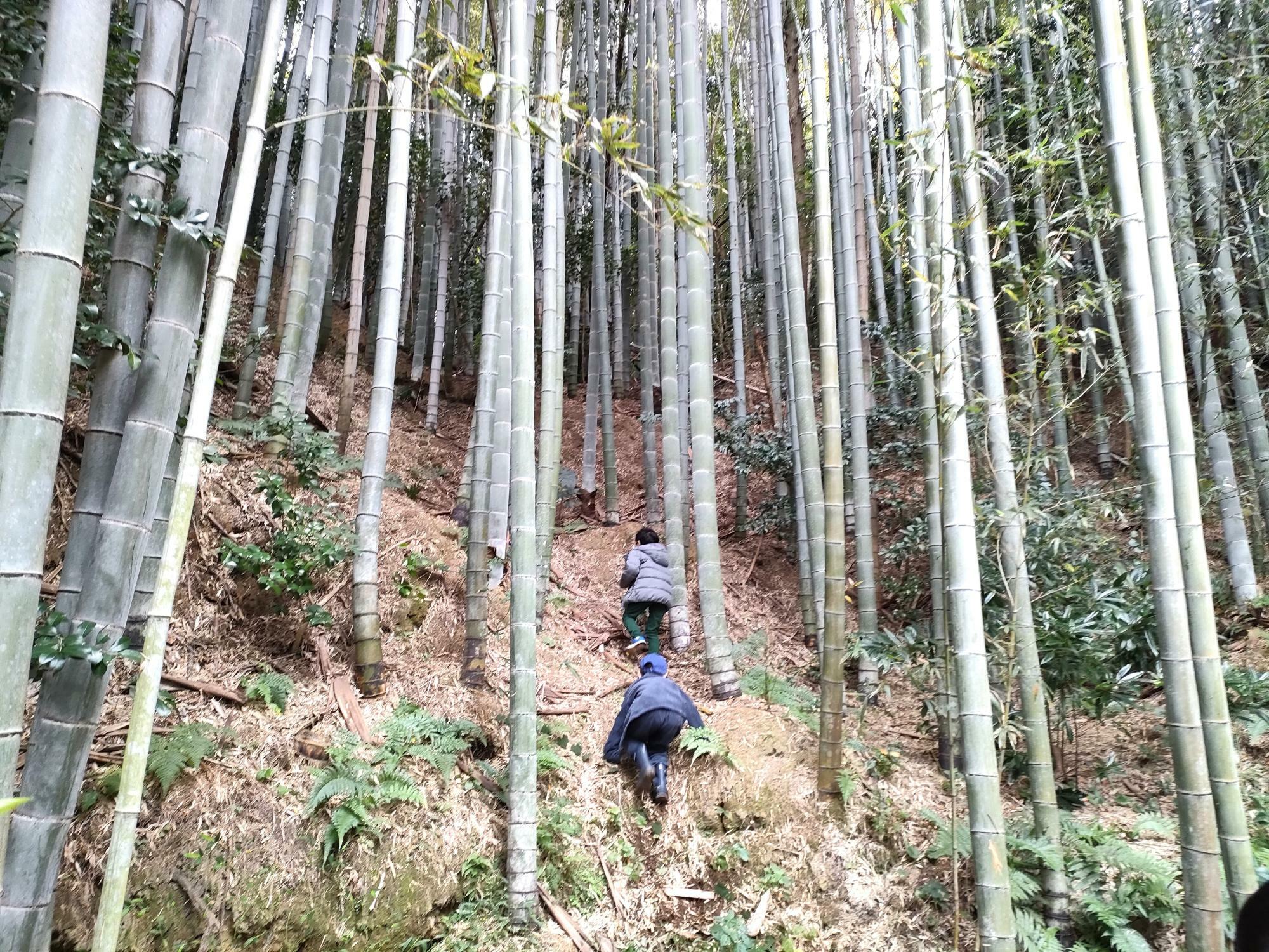 ※「ヤブツバキと竹の林」で遊ぶ子どもたち。（2022年12月撮影）