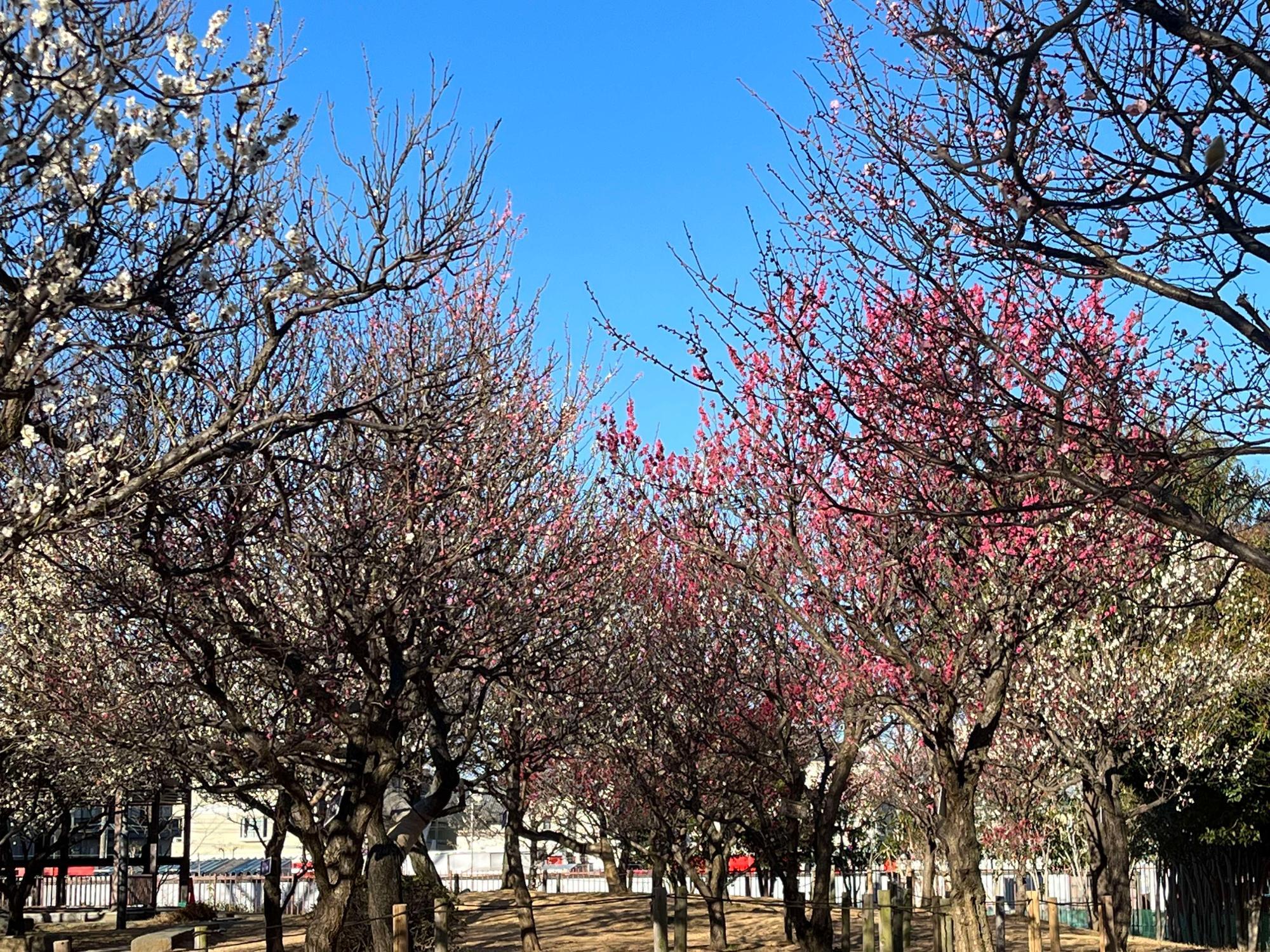 大谷田公園「梅園」風景