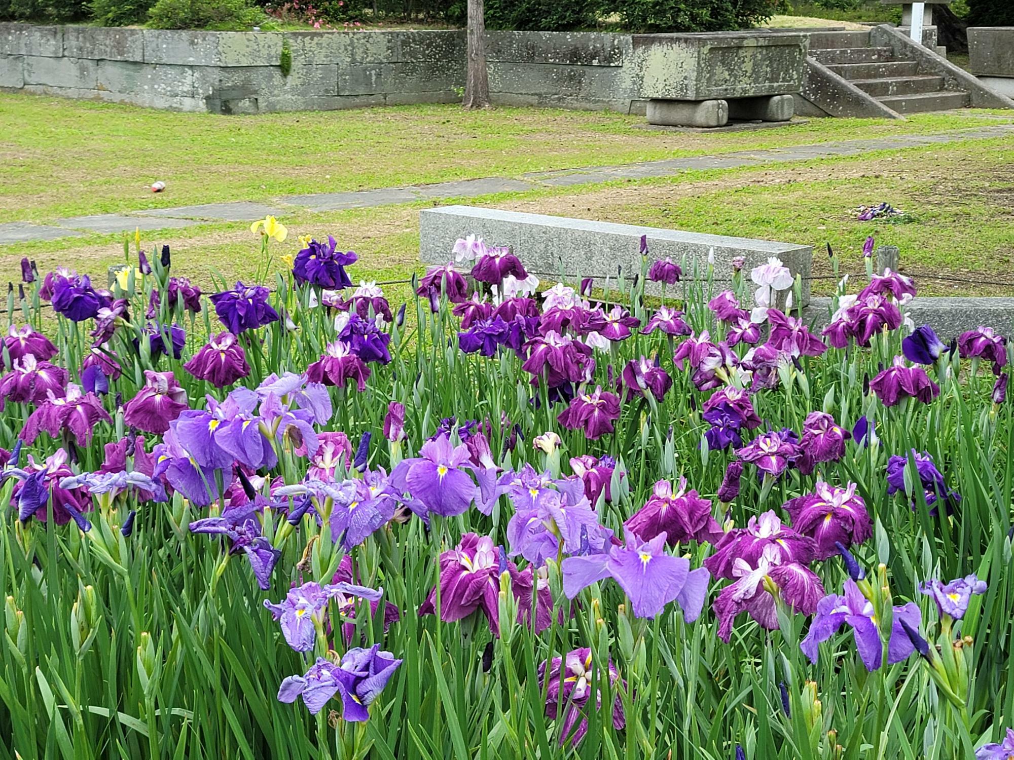 興源寺に咲いていた花。※写真は過去のものです。