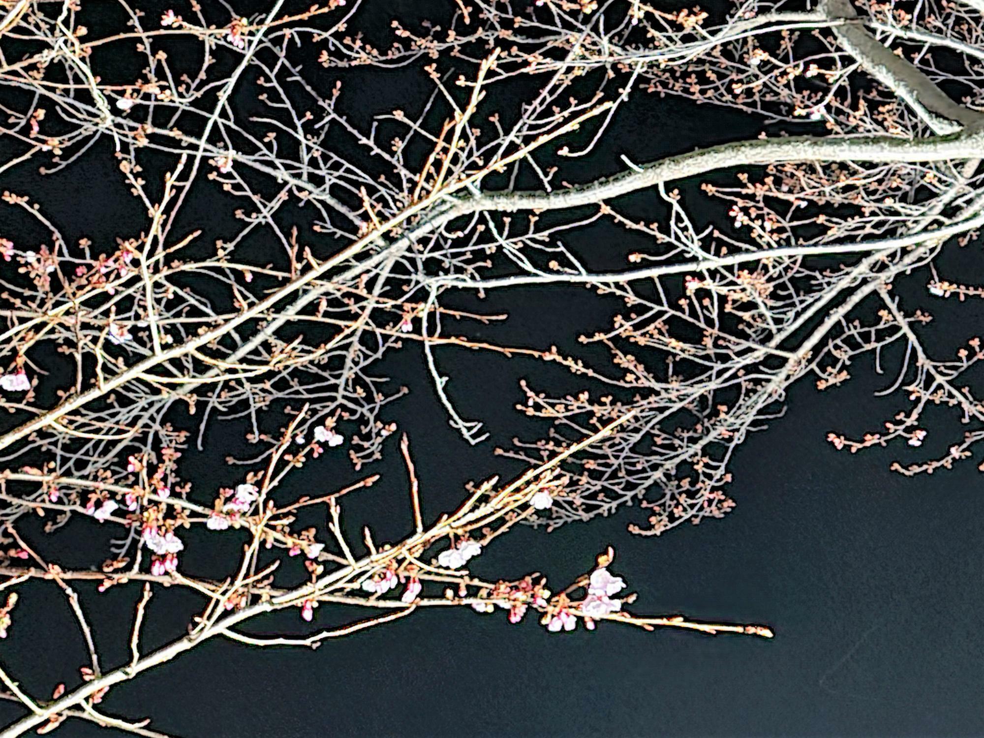 2023年3月5日の夜に撮影した「キョーエイ 三ツ合橋店」の蜂須賀桜。