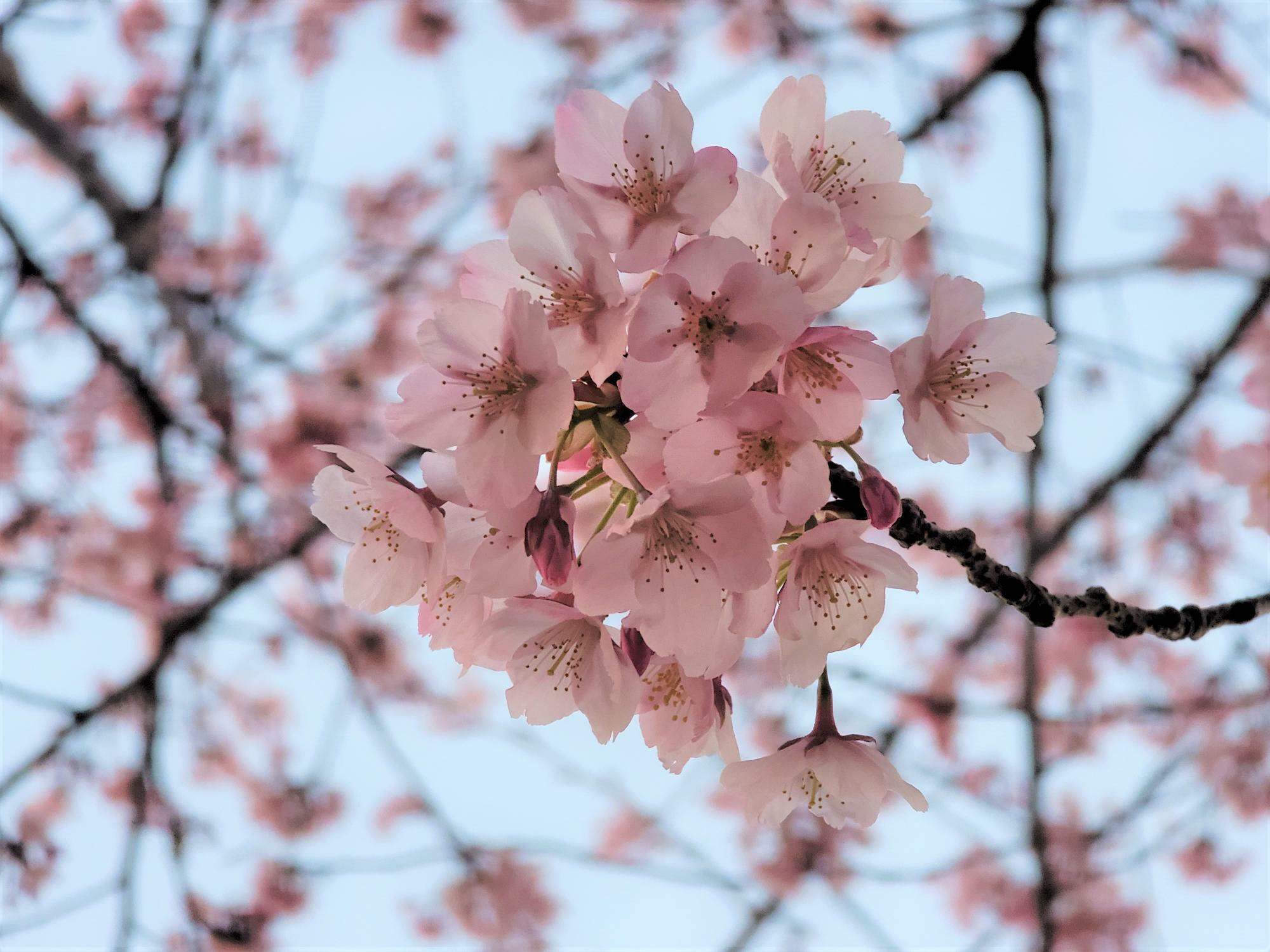 徳島中央公園助任川沿いにある蜂須賀桜。2023年3月7日時点。