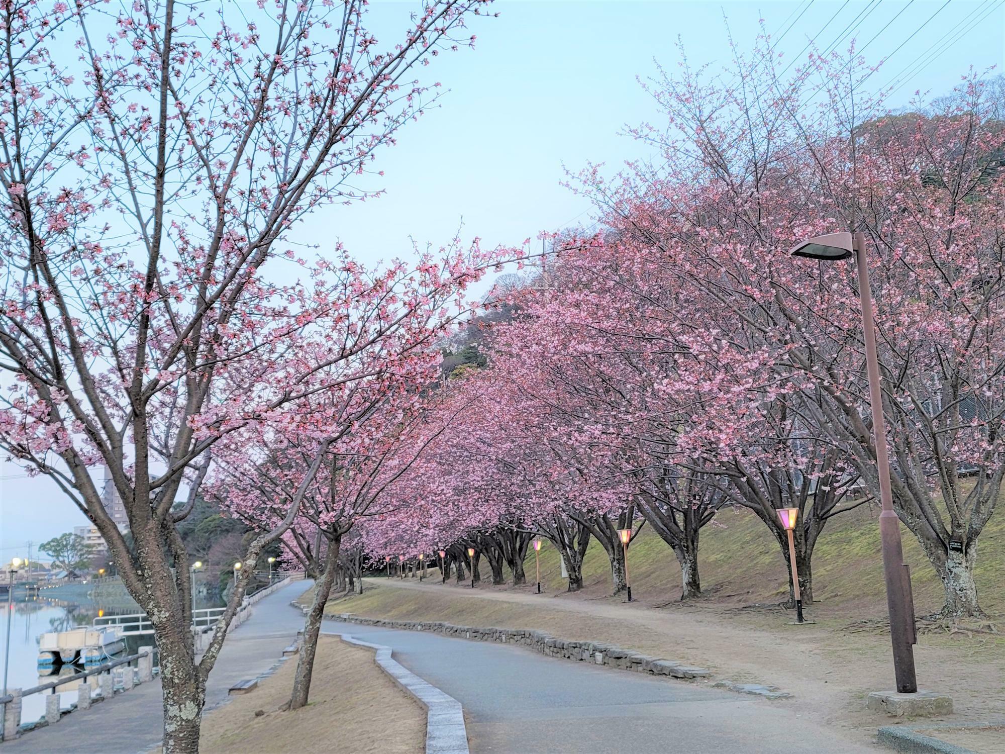 徳島中央公園助任川沿いにある蜂須賀桜の並木道。