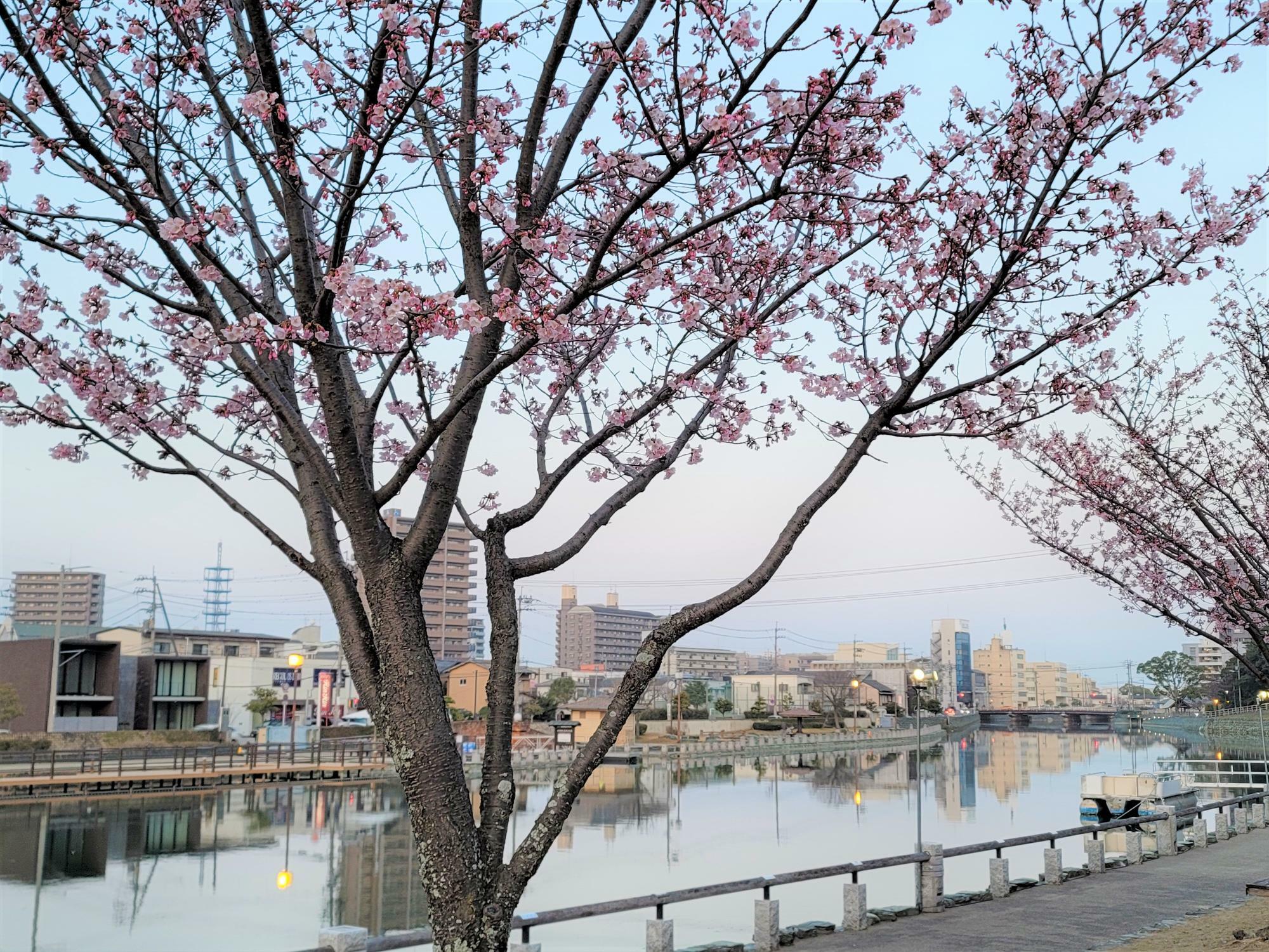 徳島中央公園助任川沿いにある蜂須賀桜と徳島市内の町並み。