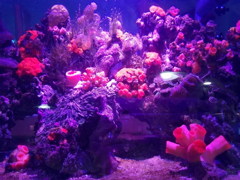 海陽町にある「海洋自然博物館マリンジャム『島のちいさな水族館』」に展示されていたサンゴ。