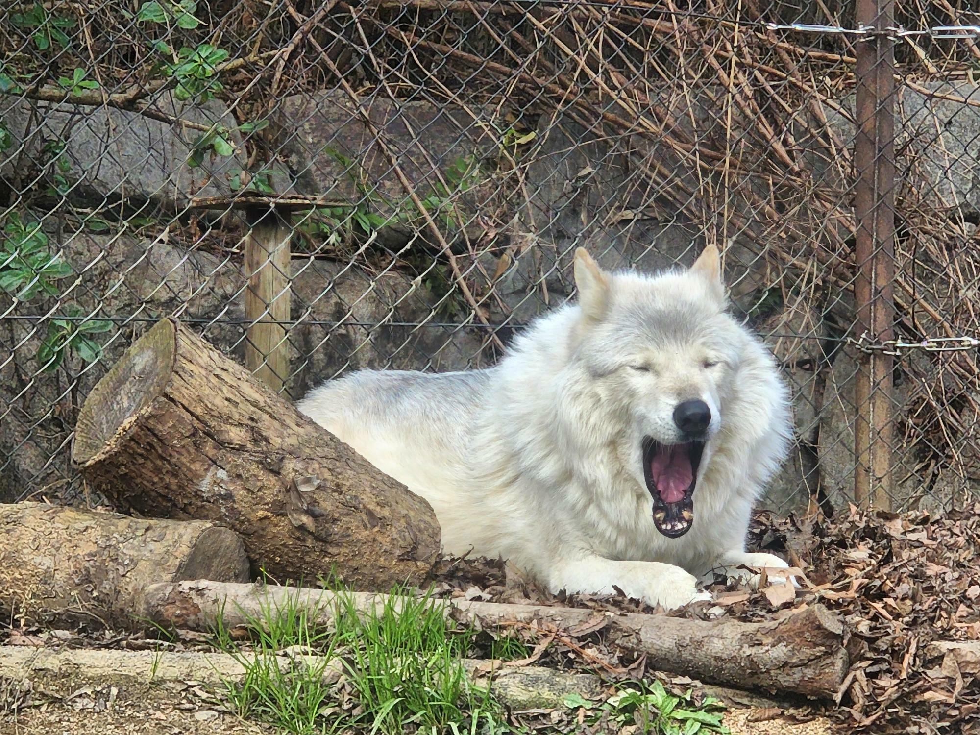 「とくしま動物園」あくびをするオオカミ。