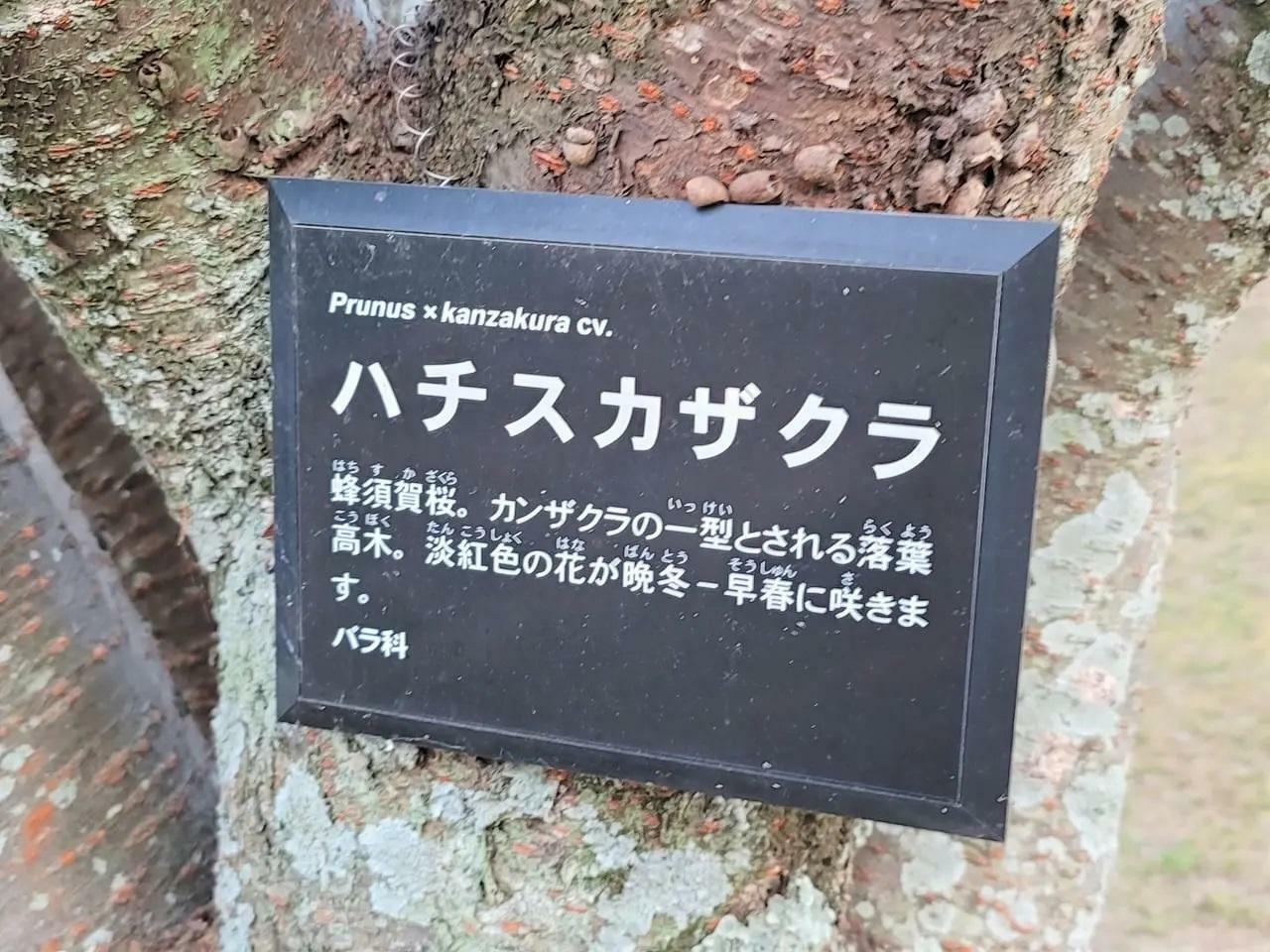 過去に徳島中央公園助任川沿いにて撮影した「蜂須賀桜」に関する説明。