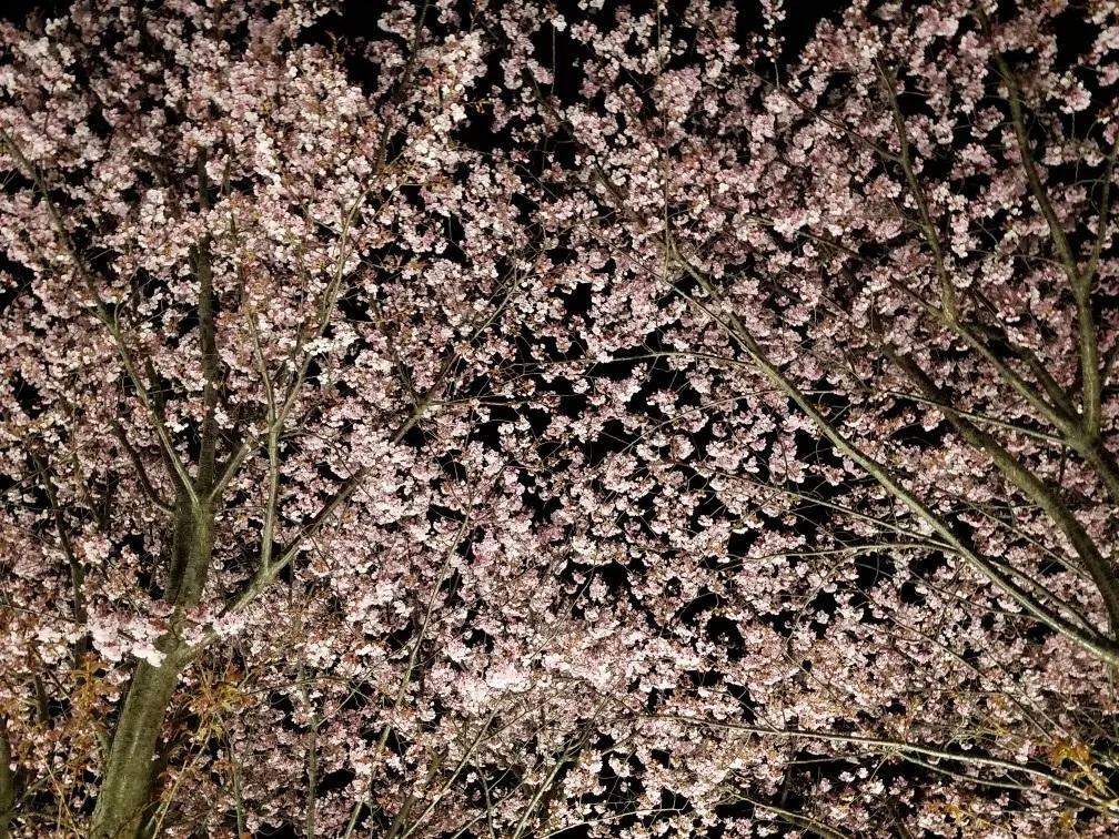 過去に「キョーエイ 三ツ合橋店」で撮影した「蜂須賀桜」。