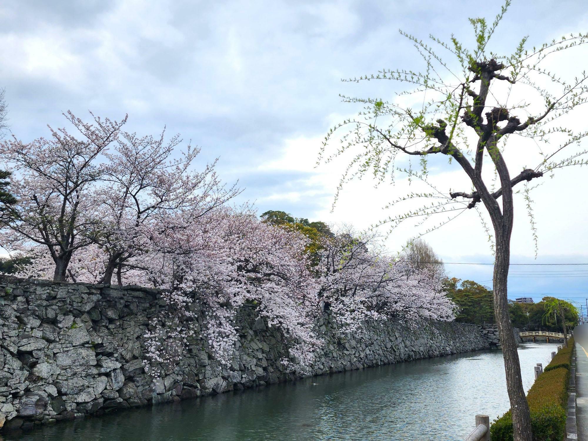 「徳島中央公園」の桜。