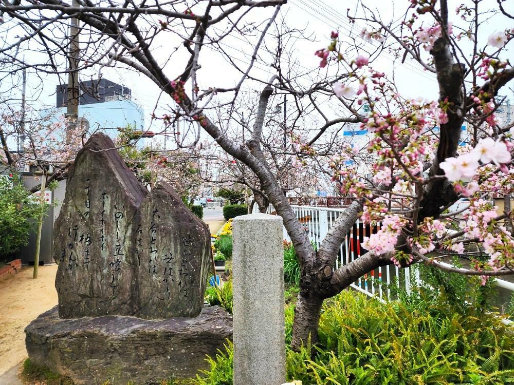 「ことぶき公園（お遍路さん休憩所）」の桜。2024年4月2日時点では、まだ蕾も多かったです。