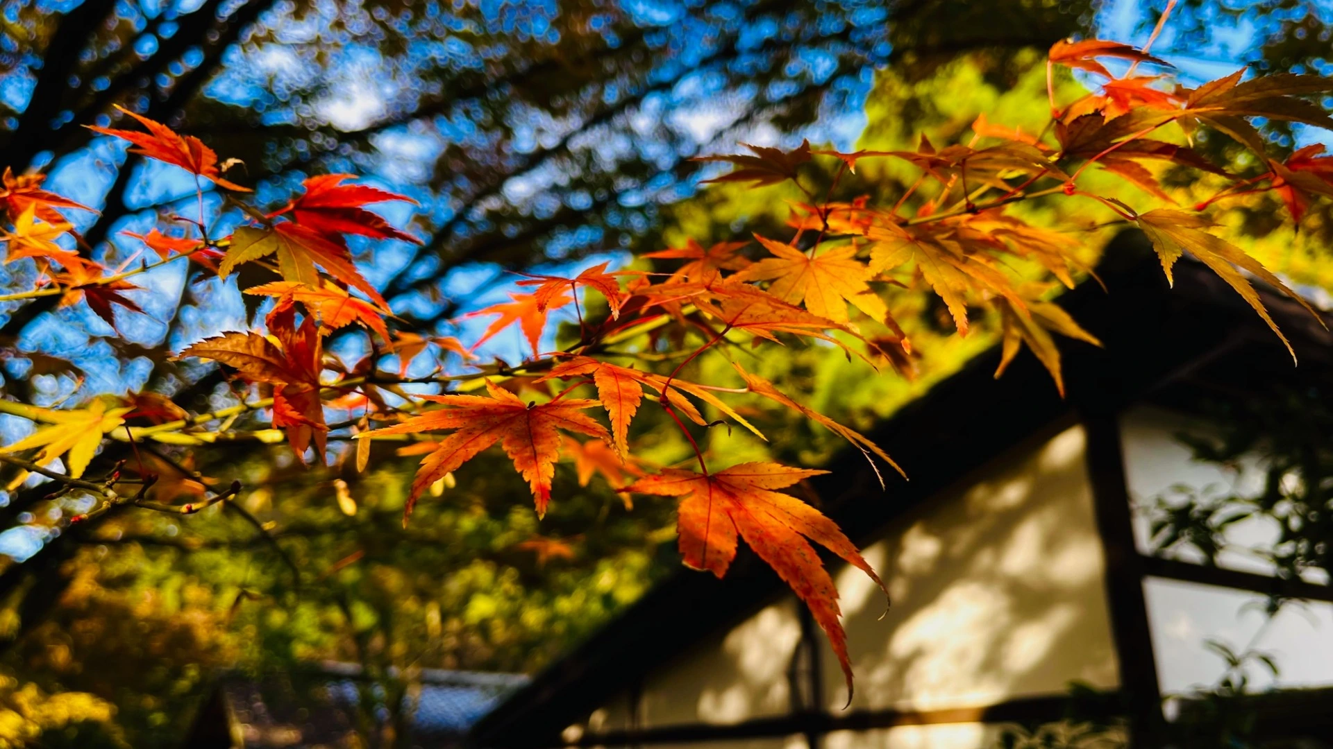 みやま市】紅葉の季節到来♪ 清水寺本坊庭園の紅葉がもうすぐ見