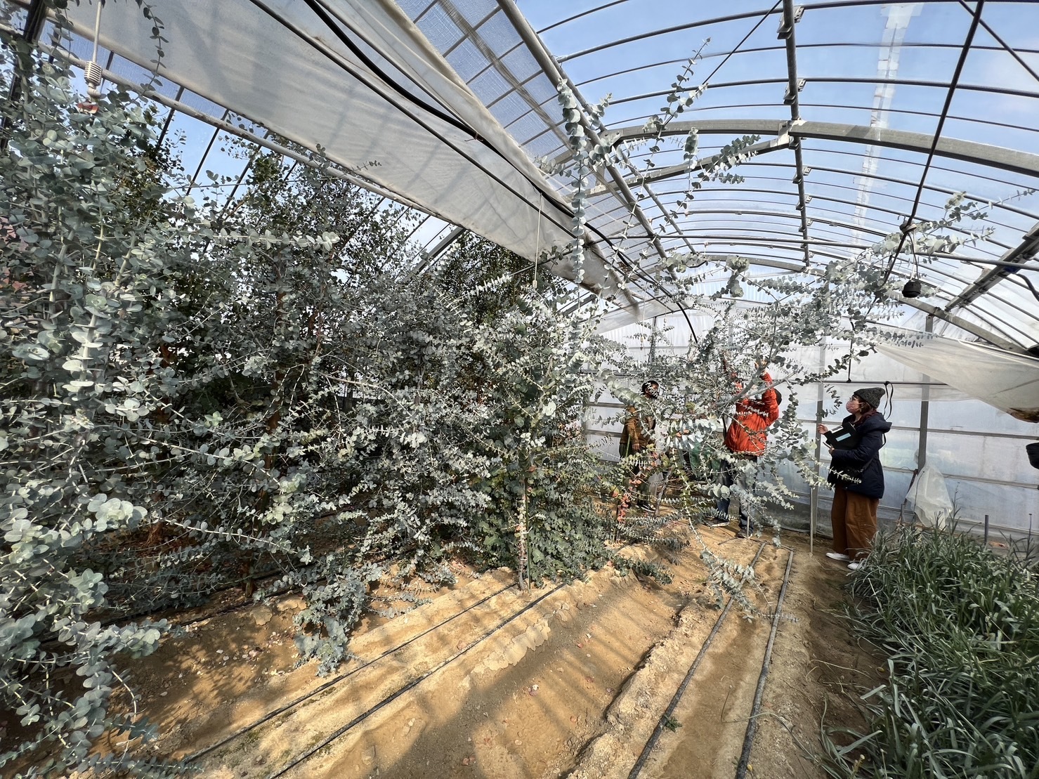 ユーカリを栽培する福津の花農家さんを見学　(写真提供:ひかりのみちDMOふくつ)