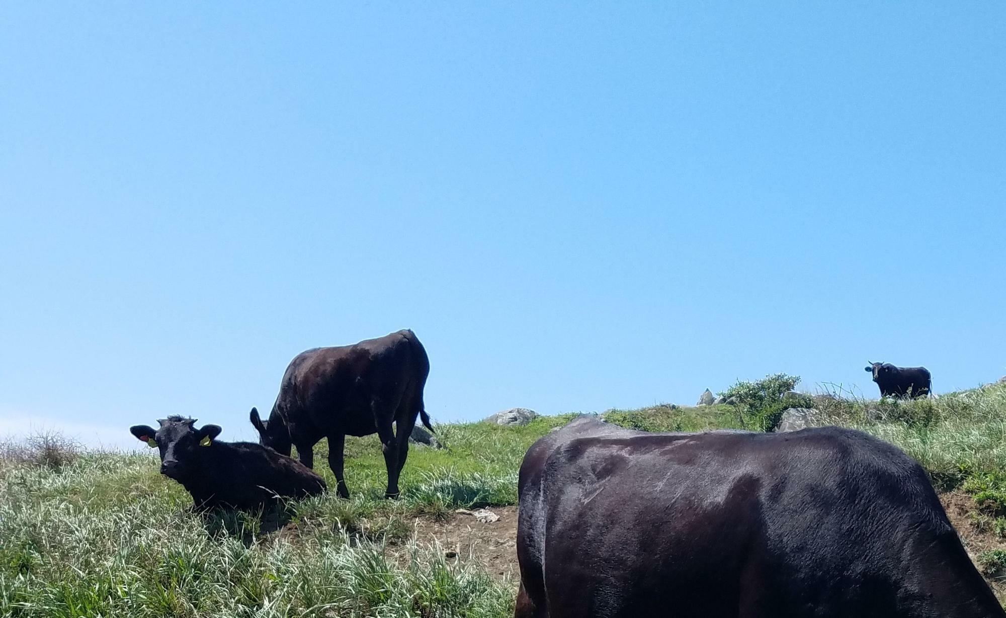 牛の写真は、2017年に隠岐の島で撮影したものです