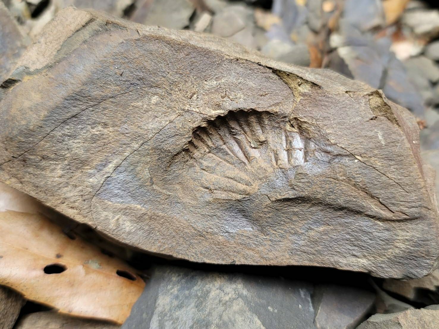 今回発掘現場で発見された印象化石（アンモナイト）