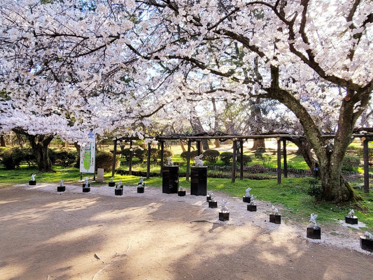 2023年3月に出雲大社敷地内で撮影した桜の花：画像はイメージです