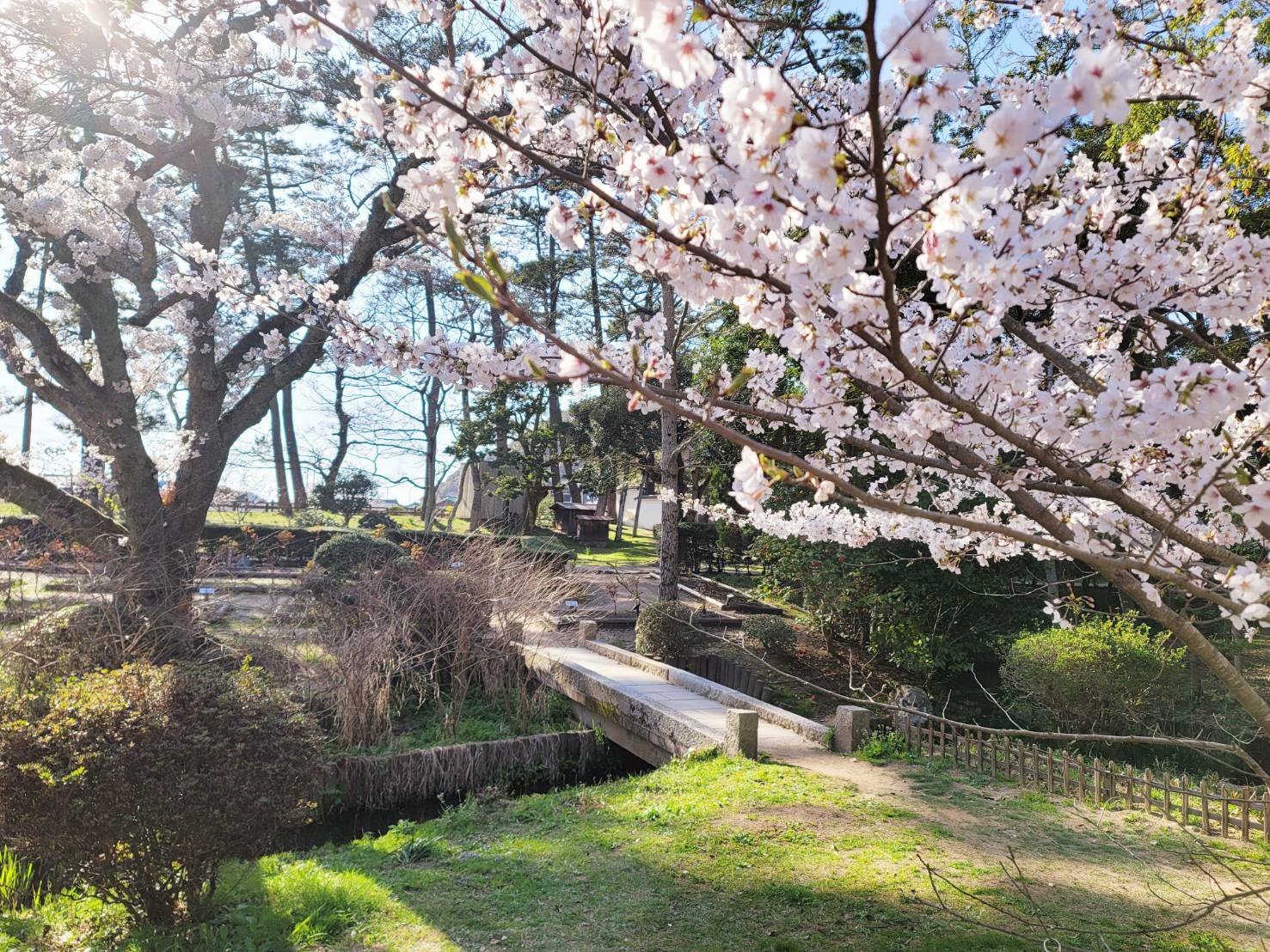 2023年3月に出雲大社敷地内で撮影した桜の花：画像はイメージです