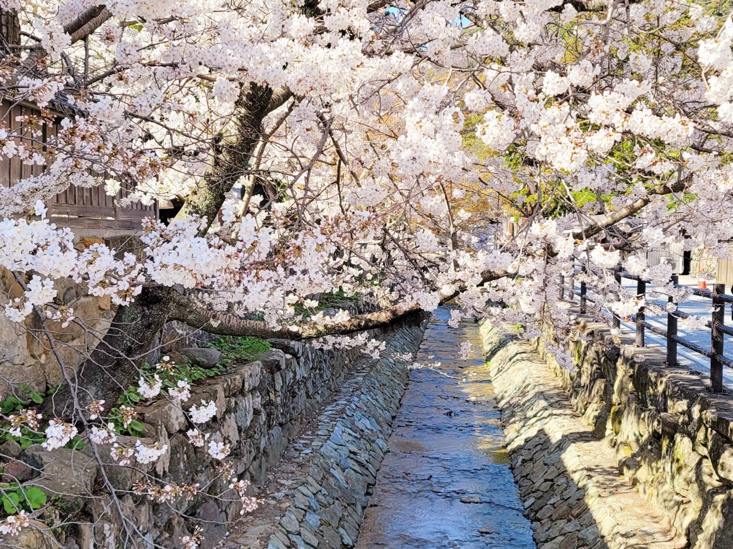 出雲大社境内の桜