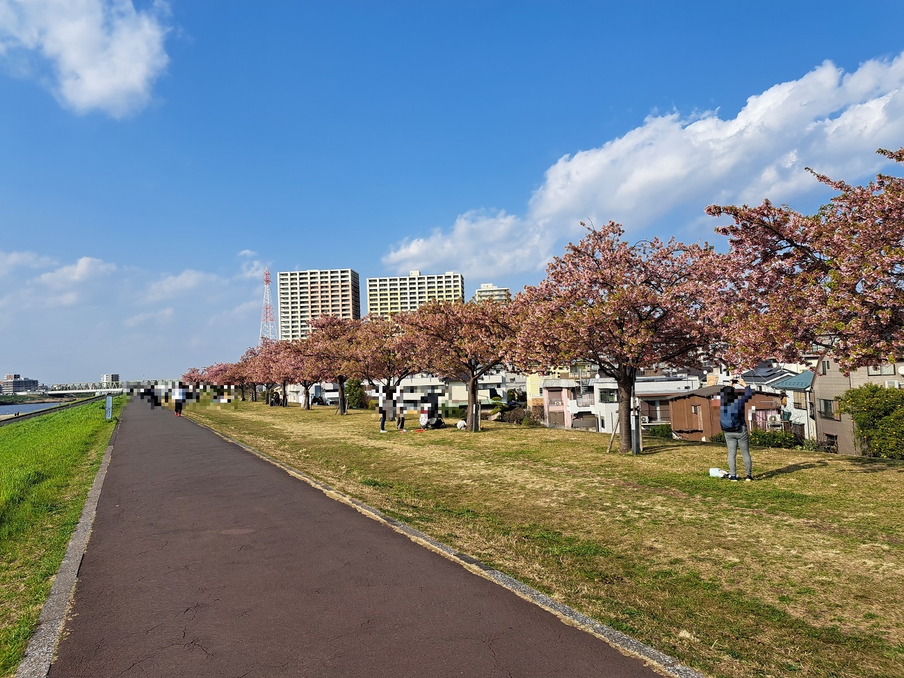 江戸川河川敷の桜並木では多くの方がお花見を楽しんでおりました